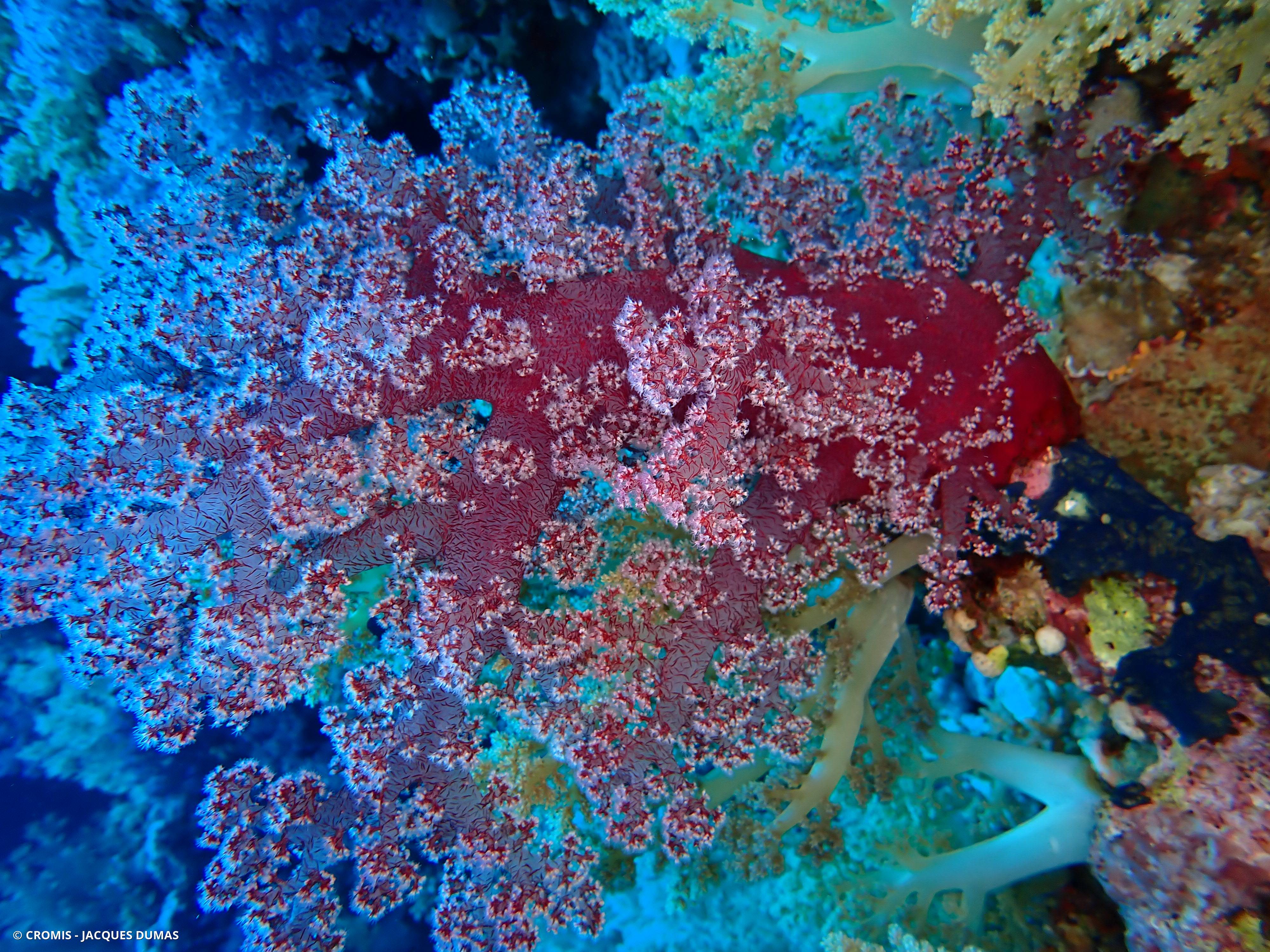 Alcyonaire épineux