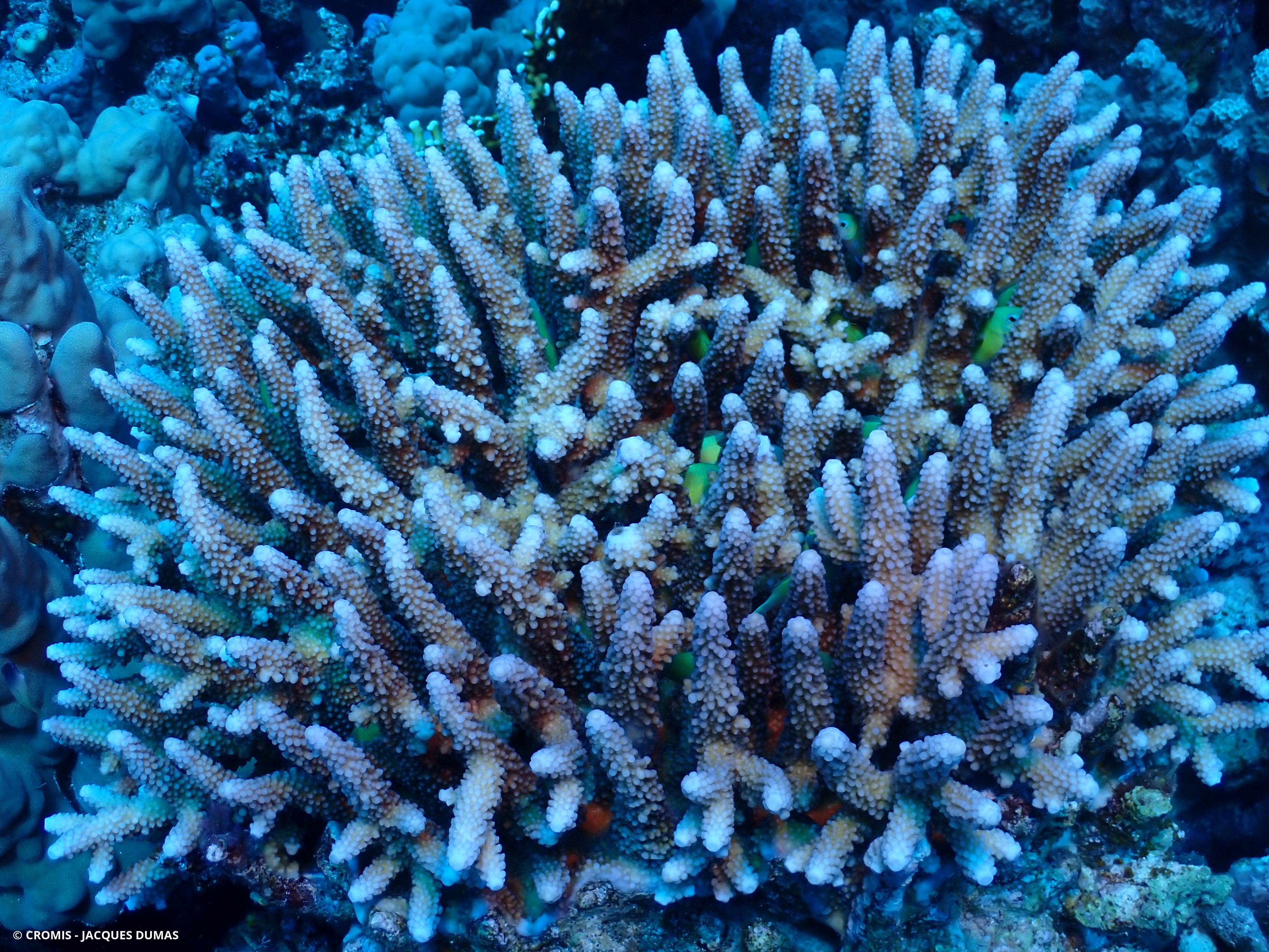 Acropore