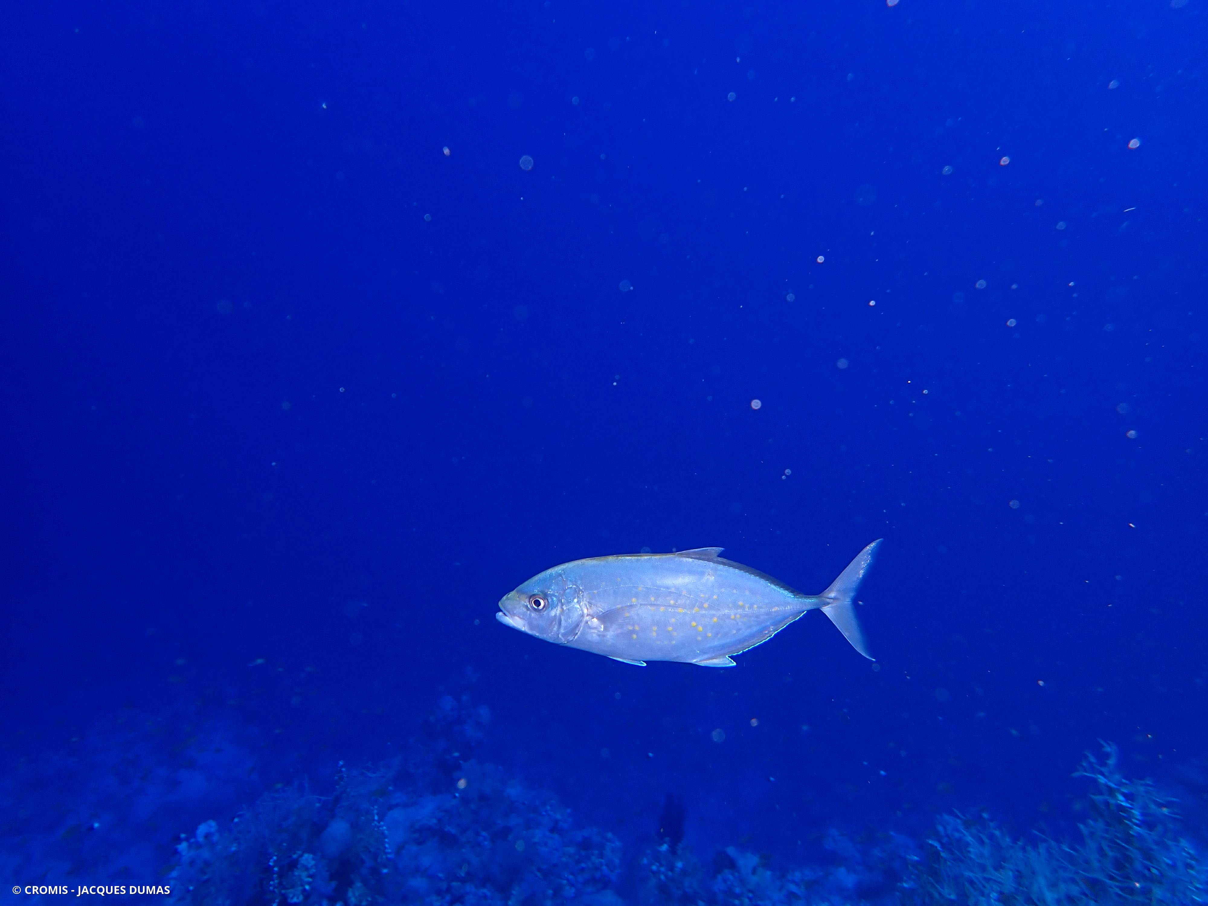 Carangue bleue