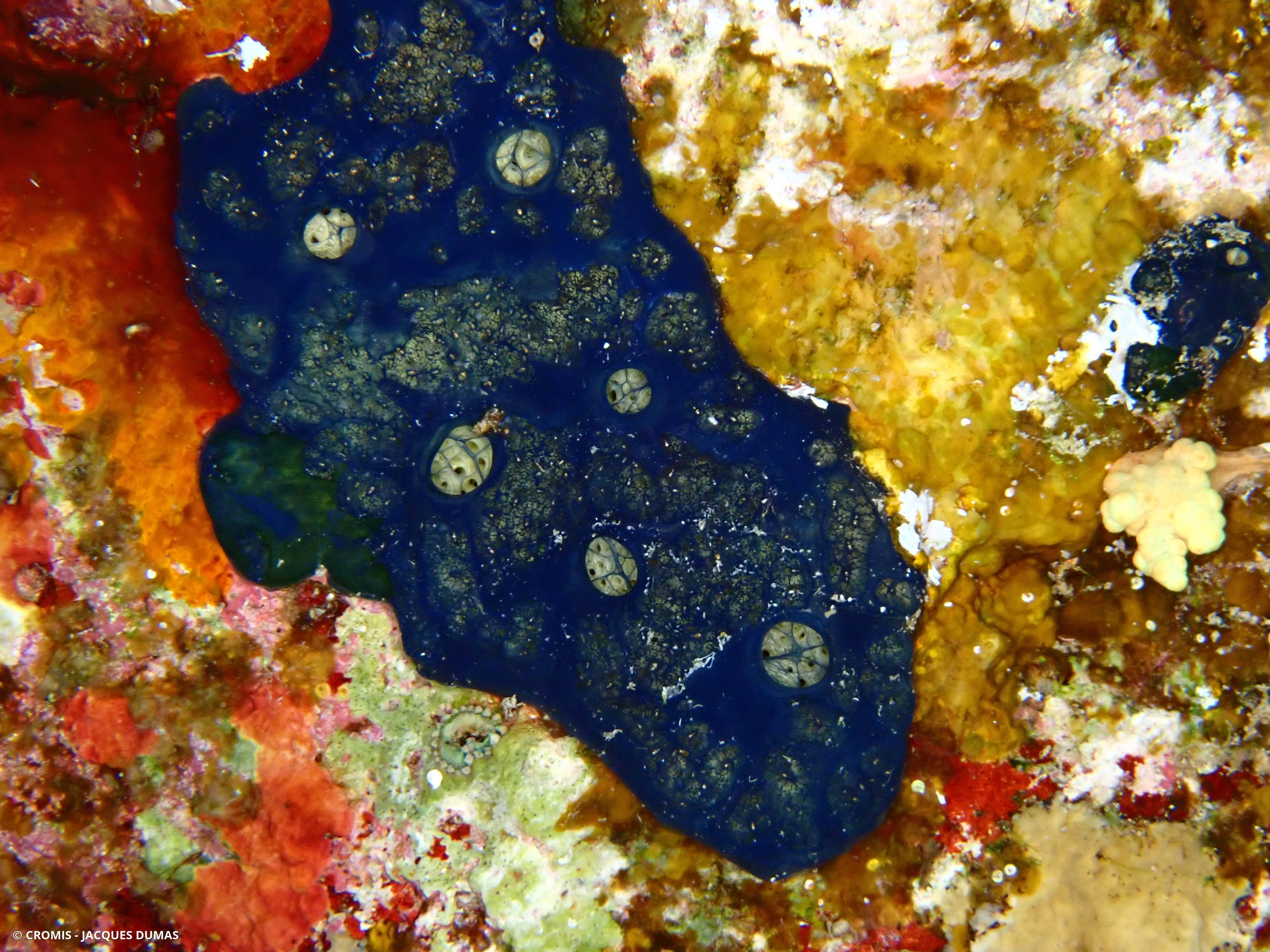 Eponge bleue à cratères de Mer Rouge