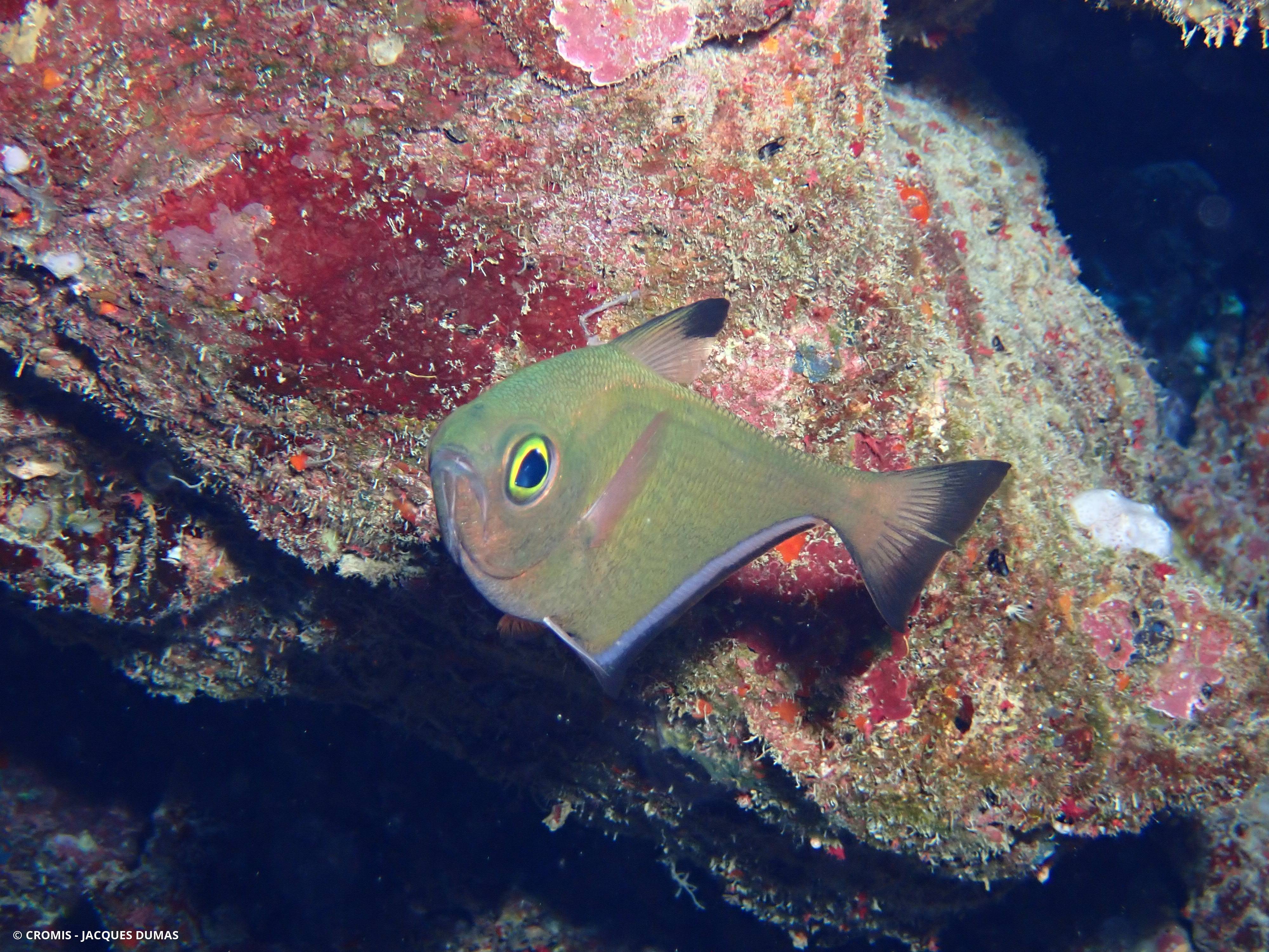 Poisson-hachette