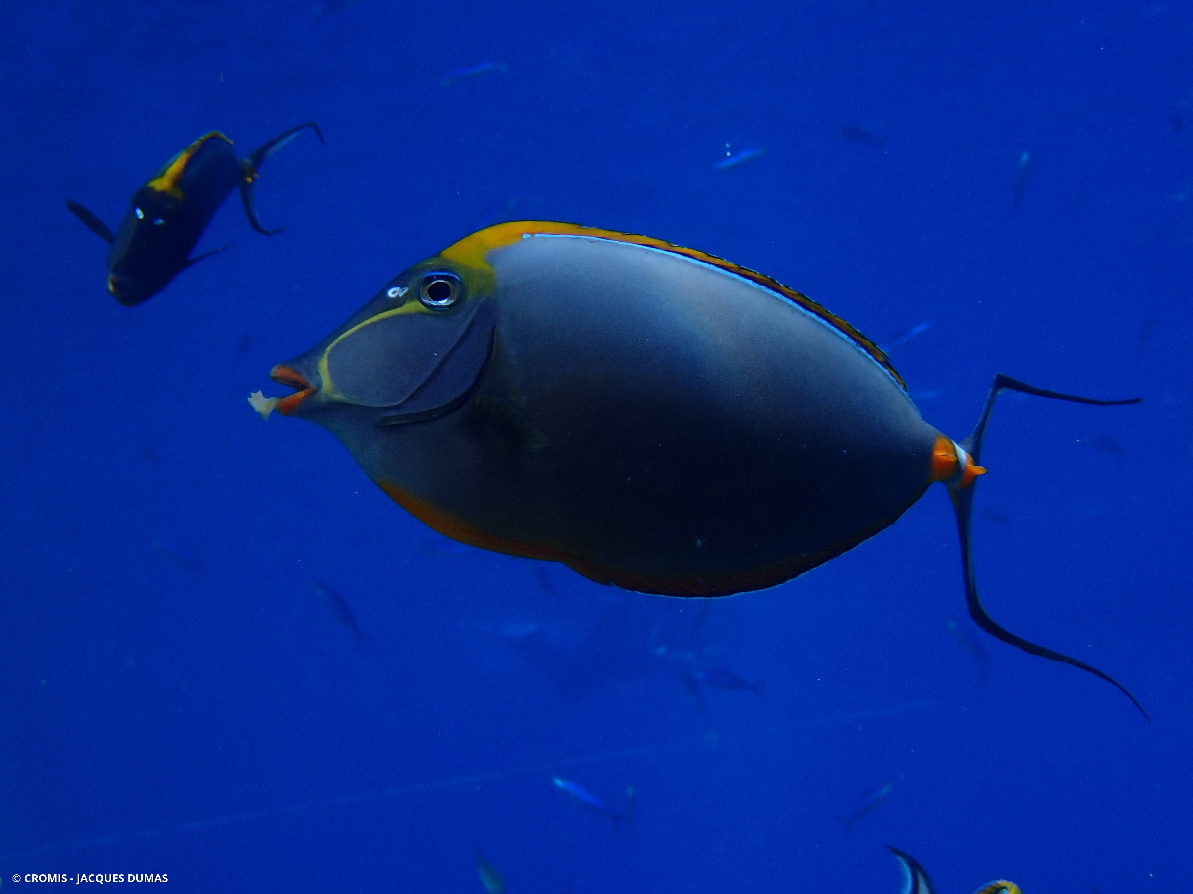 Nason à éperons orange de l'océan Indien