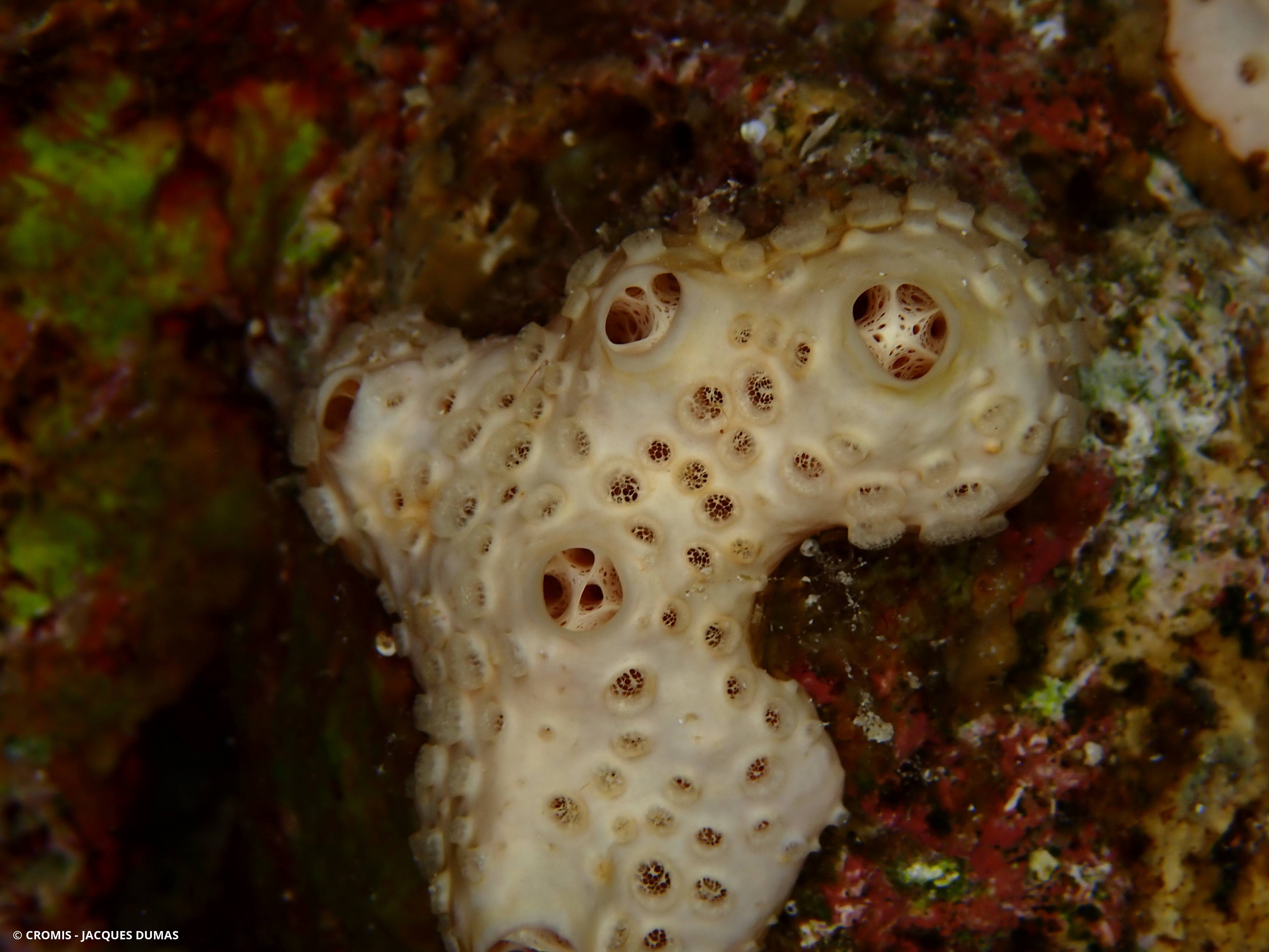 Crella (Grayella) cyatophora
