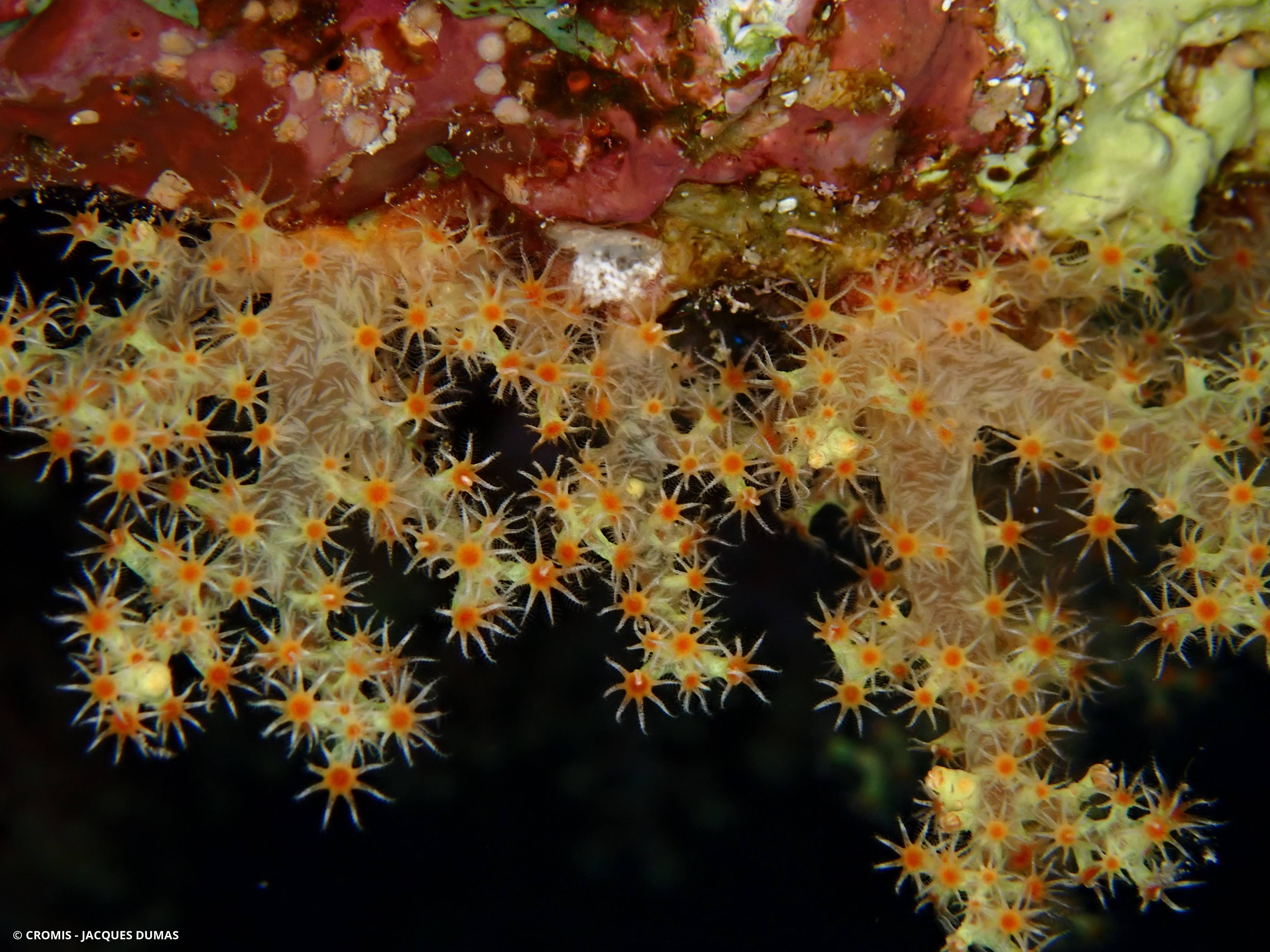 Alcyonaire épineux