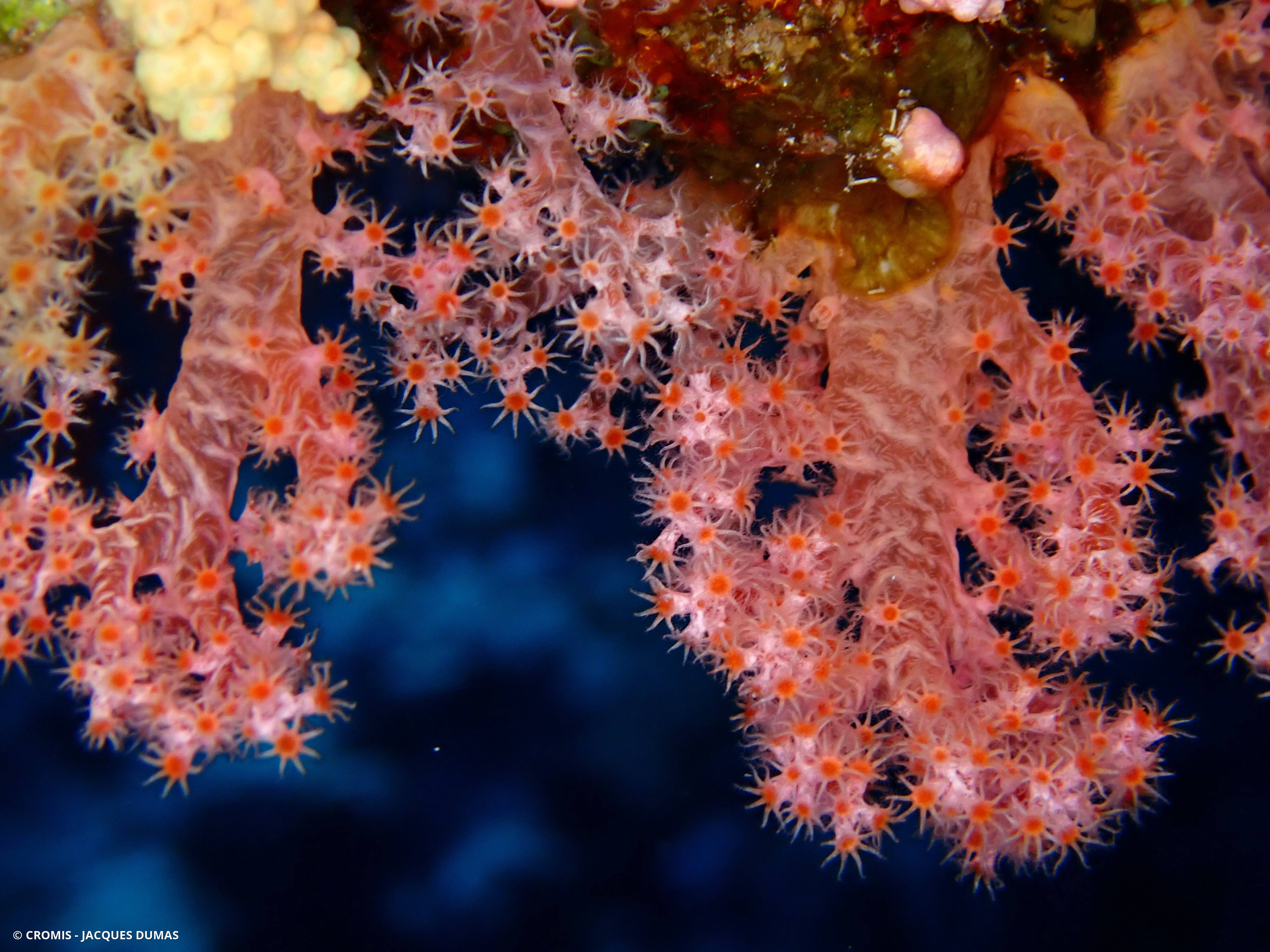 Alcyonaire épineux