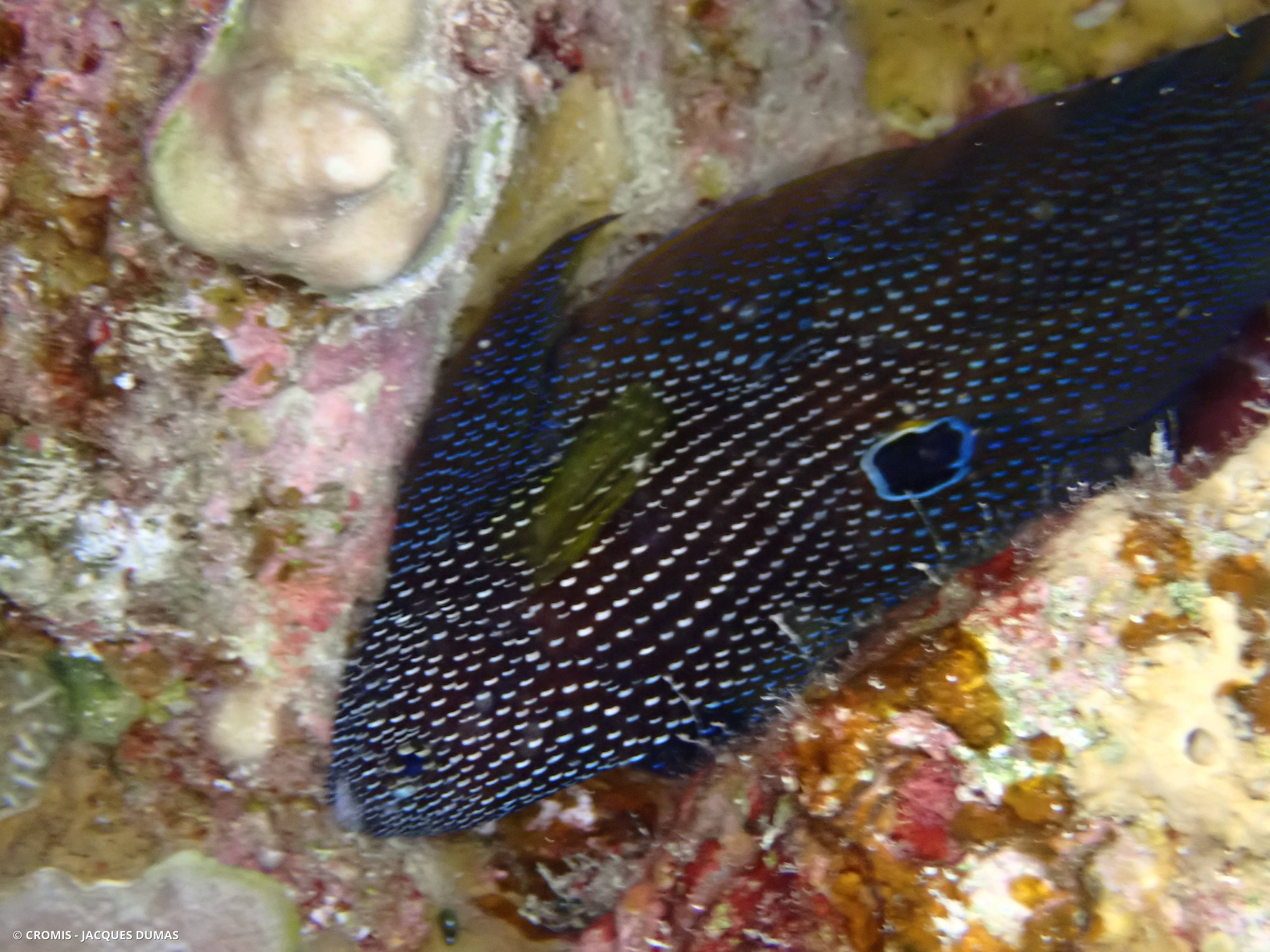 Poisson-comète à grandes nageoires