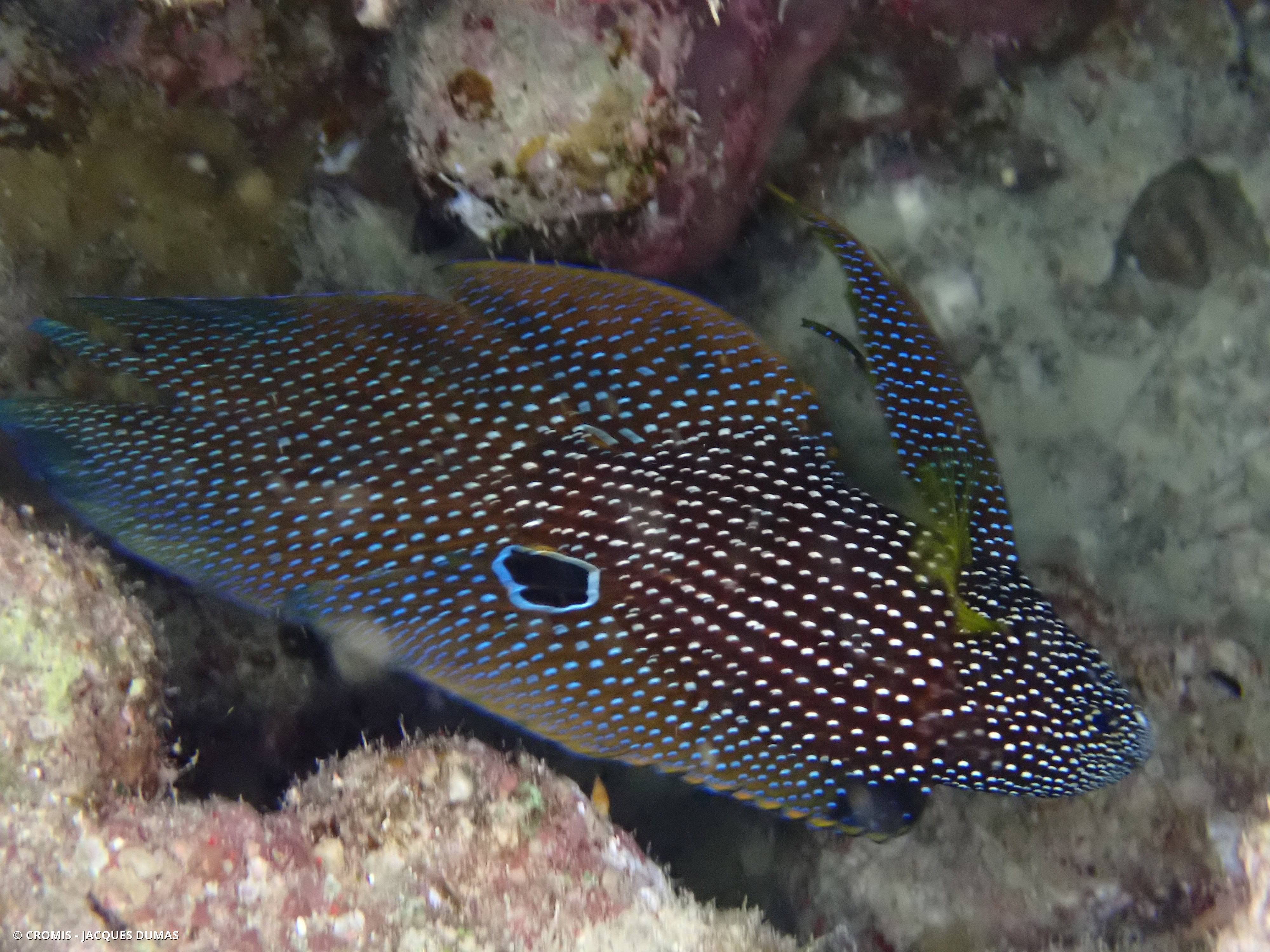 Poisson-comète à grandes nageoires