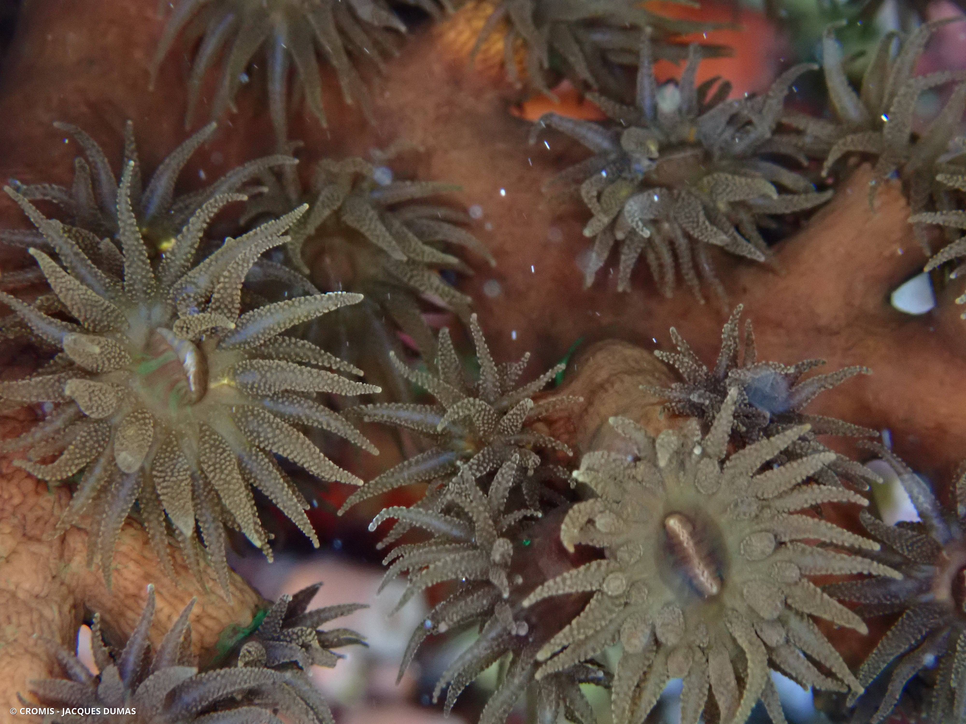 Tubastrée arborescente