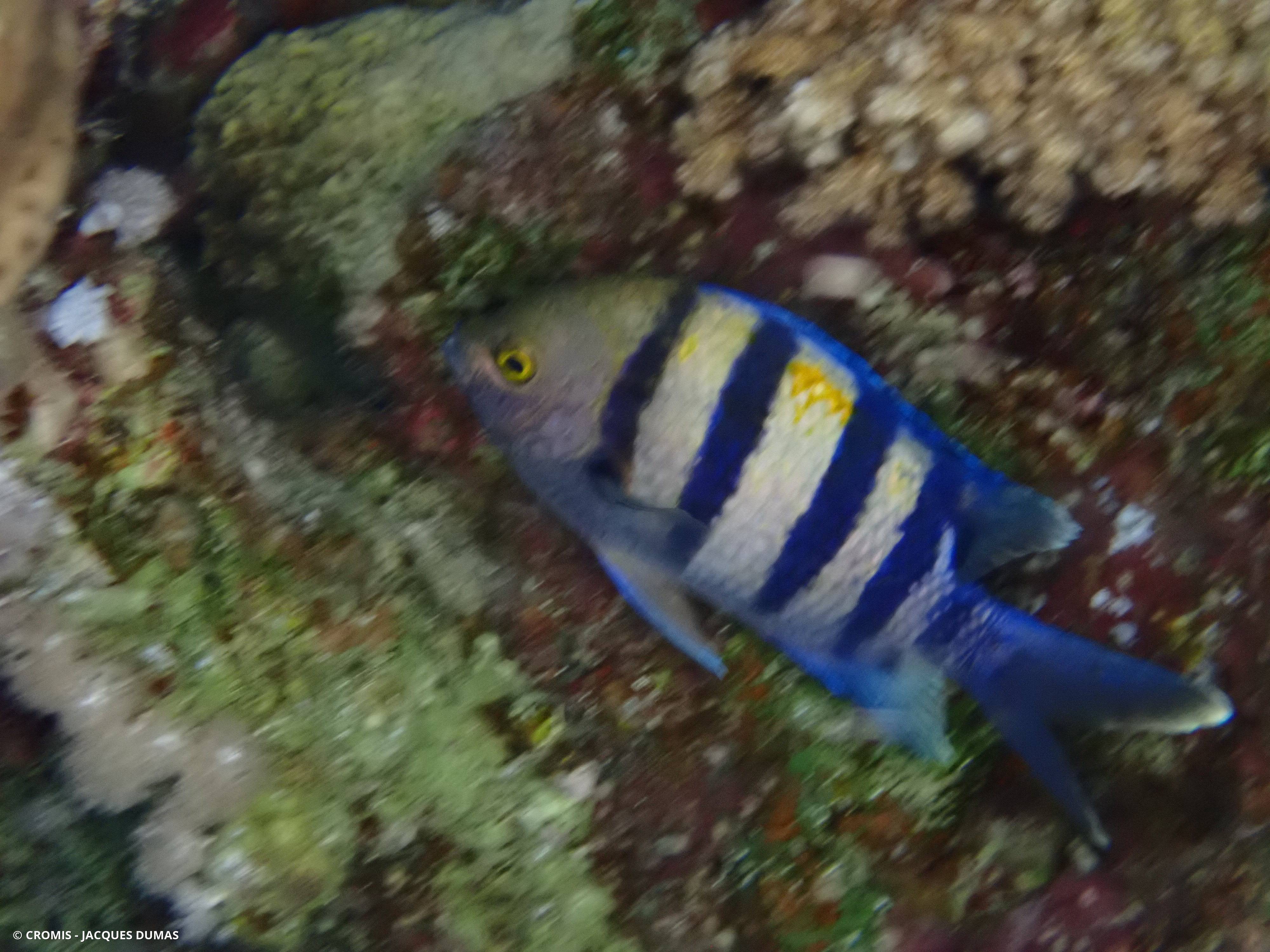 Poisson-bagnard