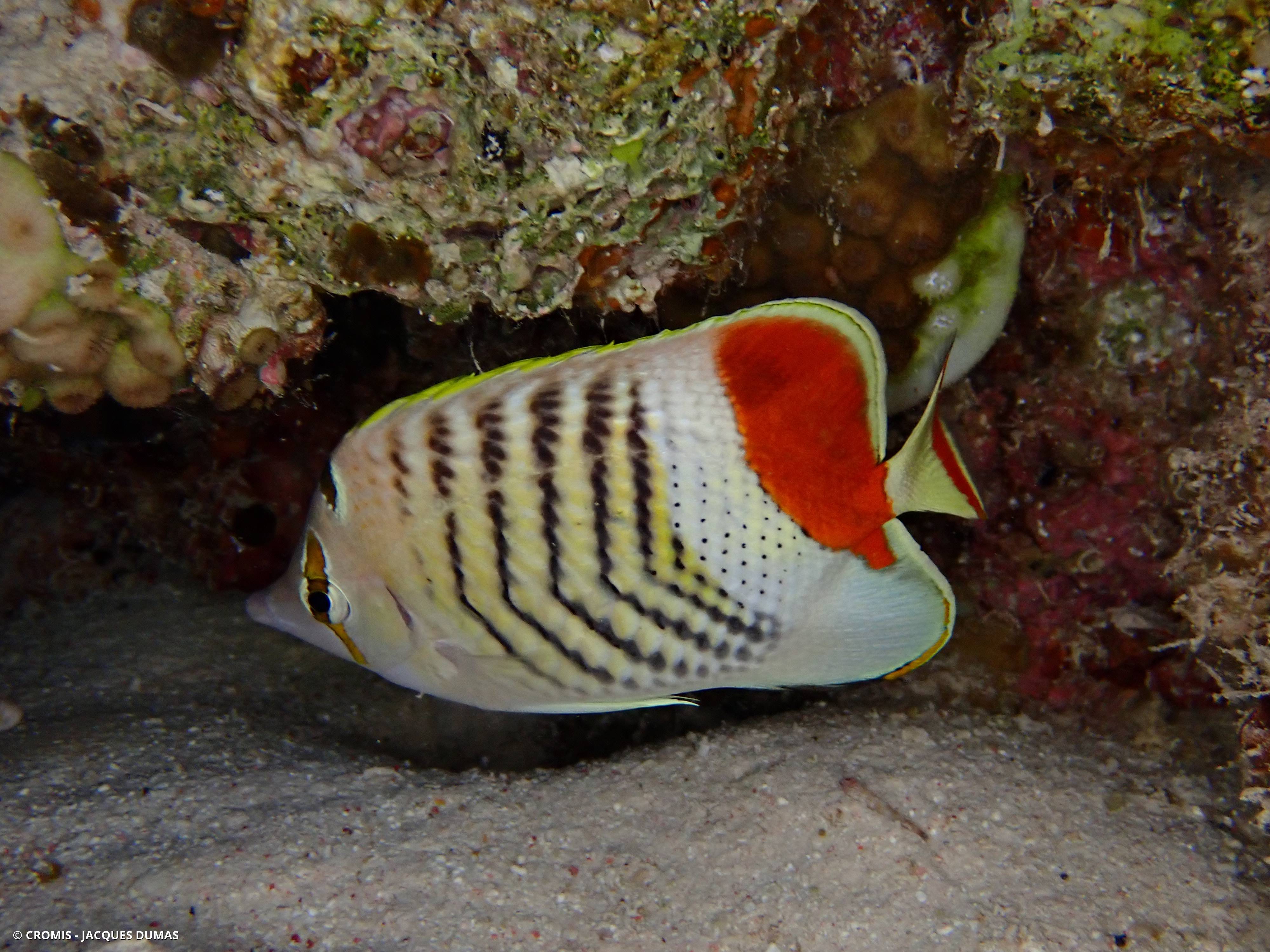 Poisson-papillon orange