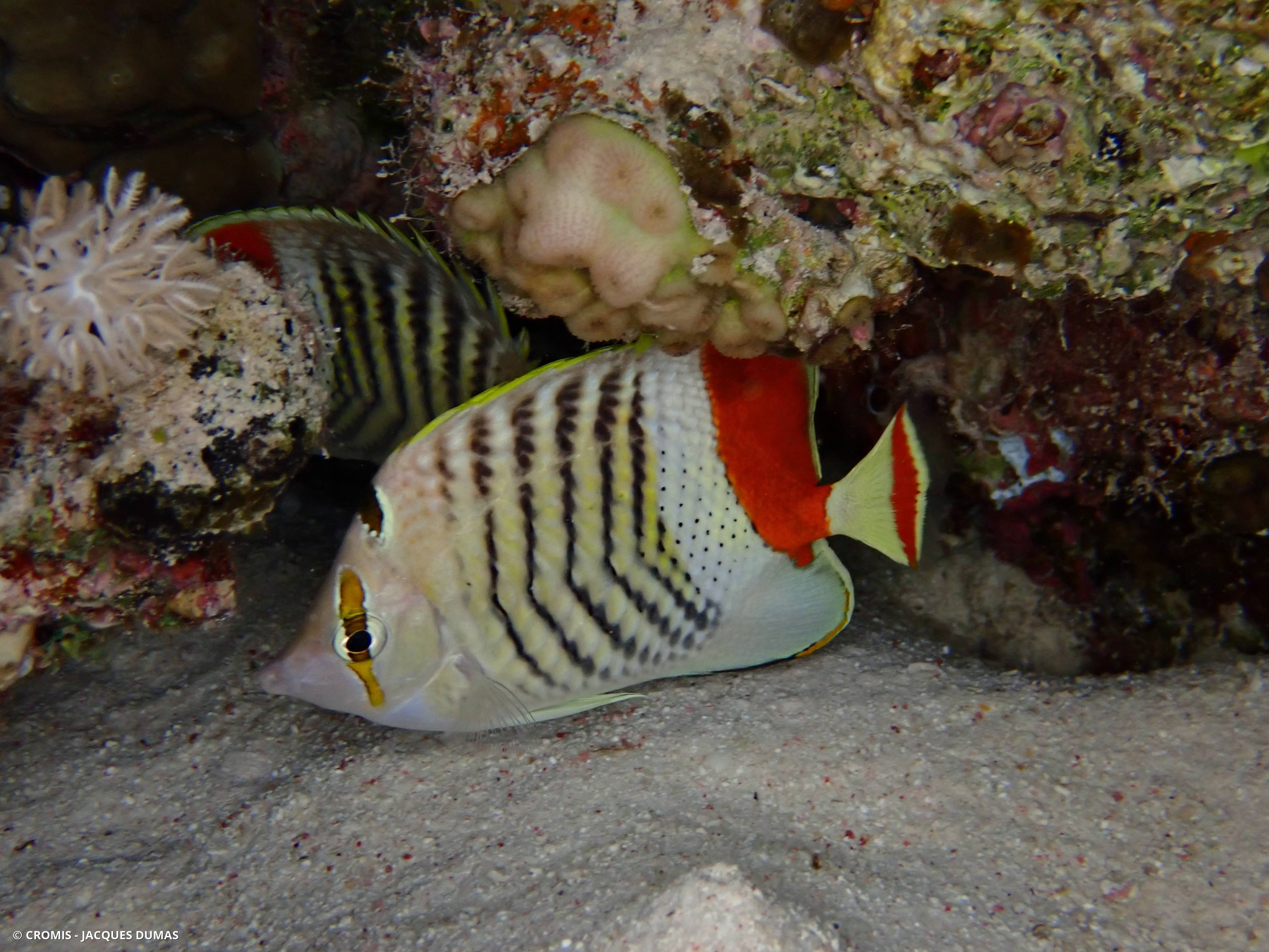 Poisson-papillon orange