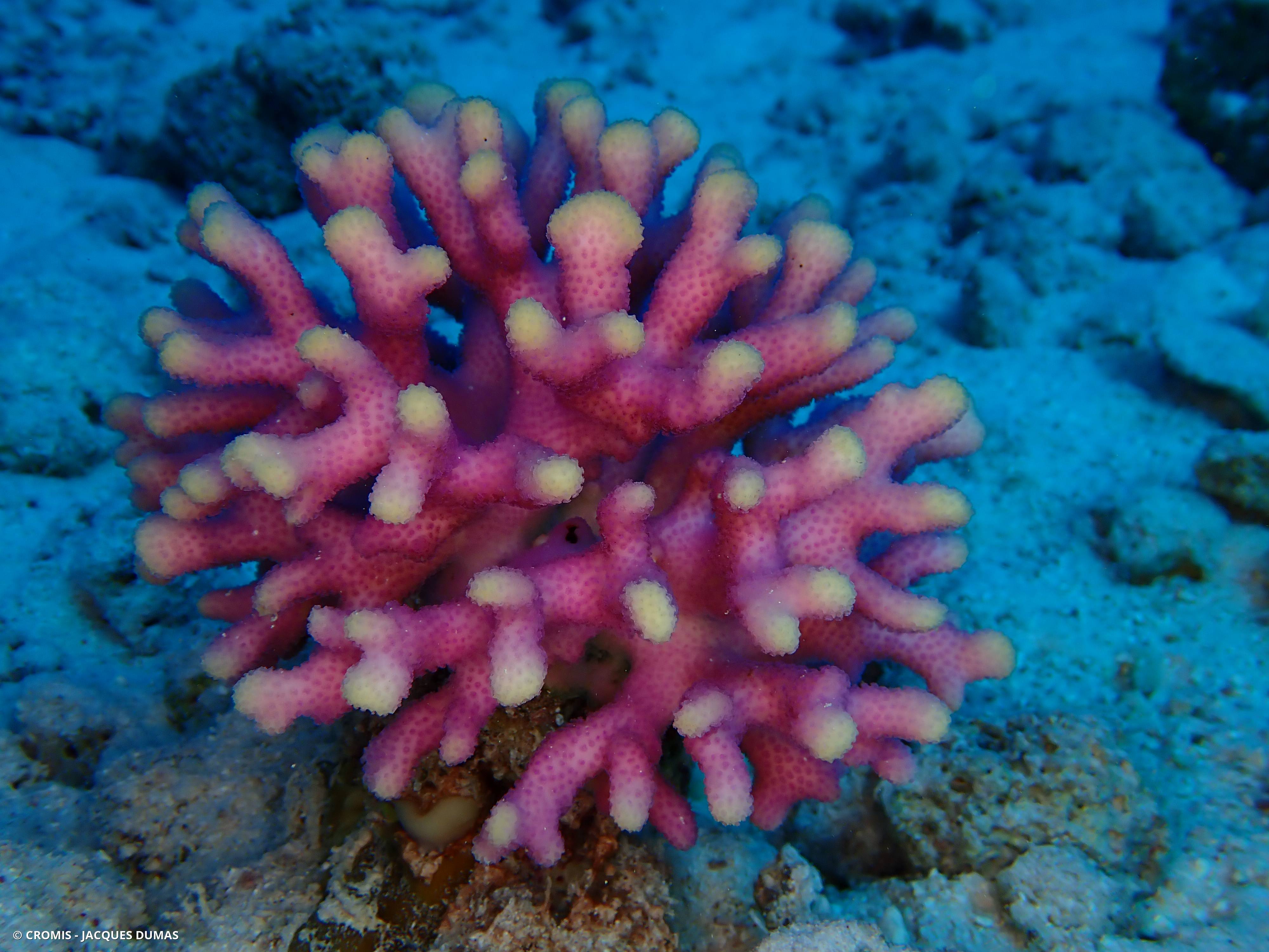Corail framboise