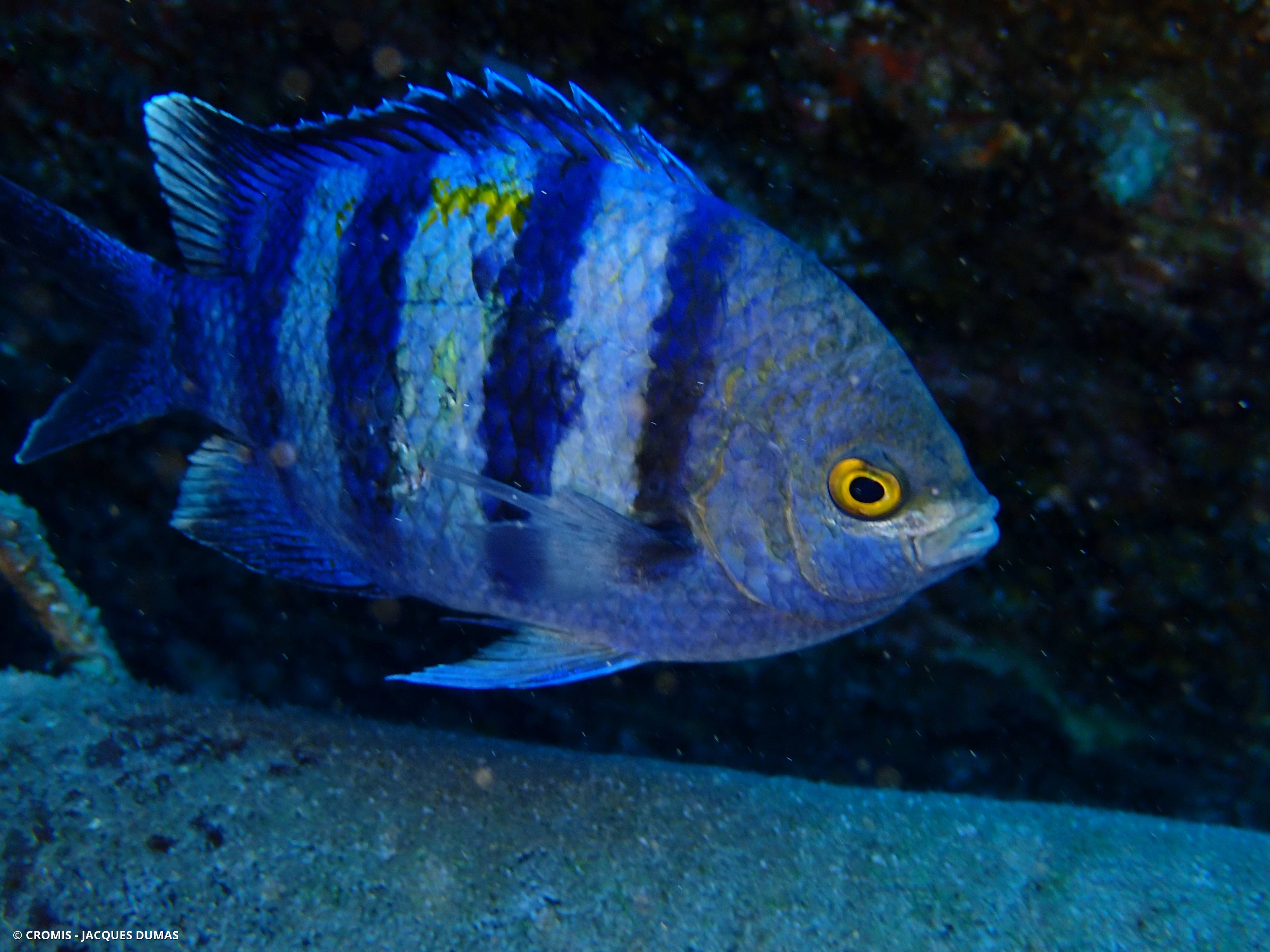 Poisson-bagnard
