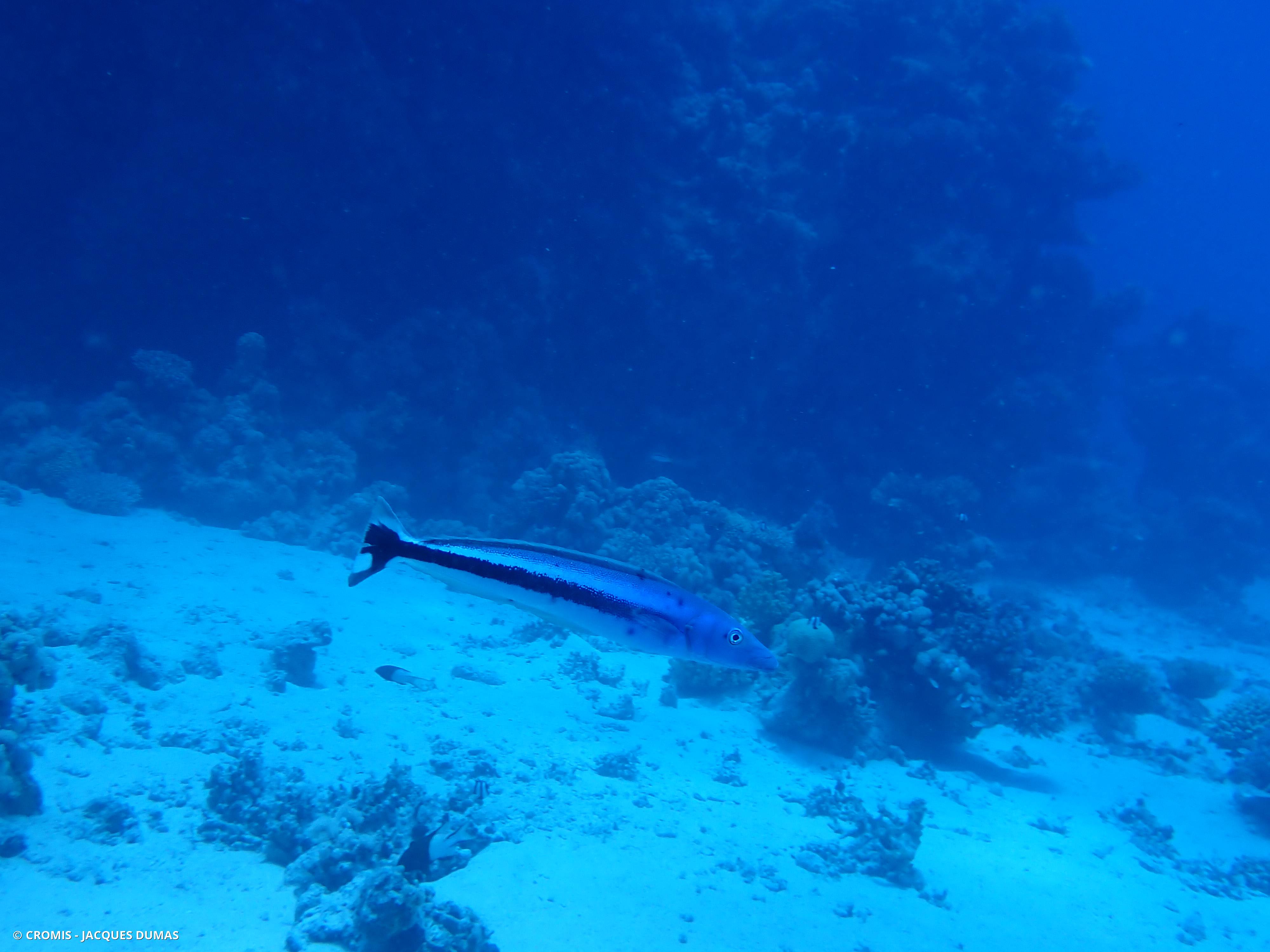 Malacanthe bleu