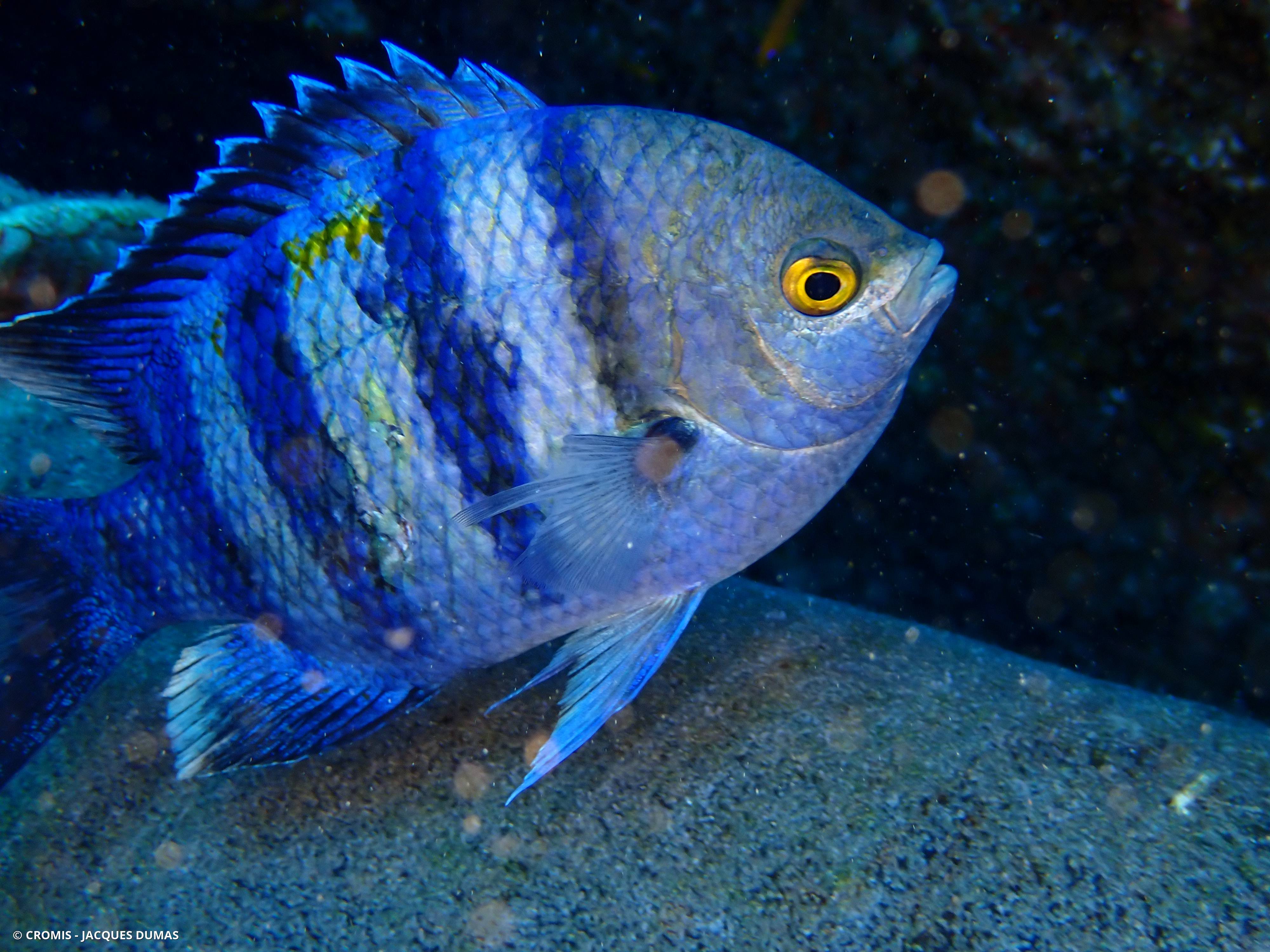 Poisson-bagnard