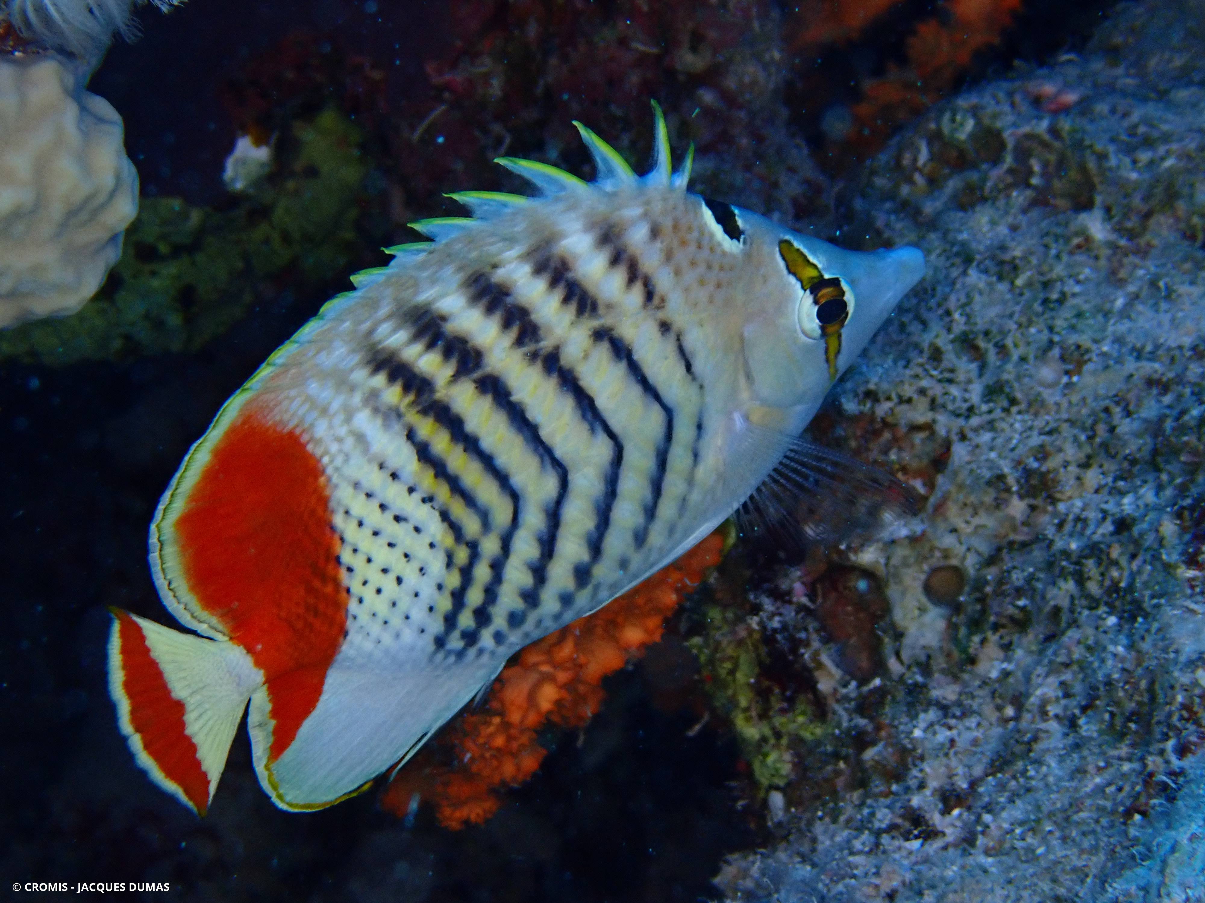 Poisson-papillon orange