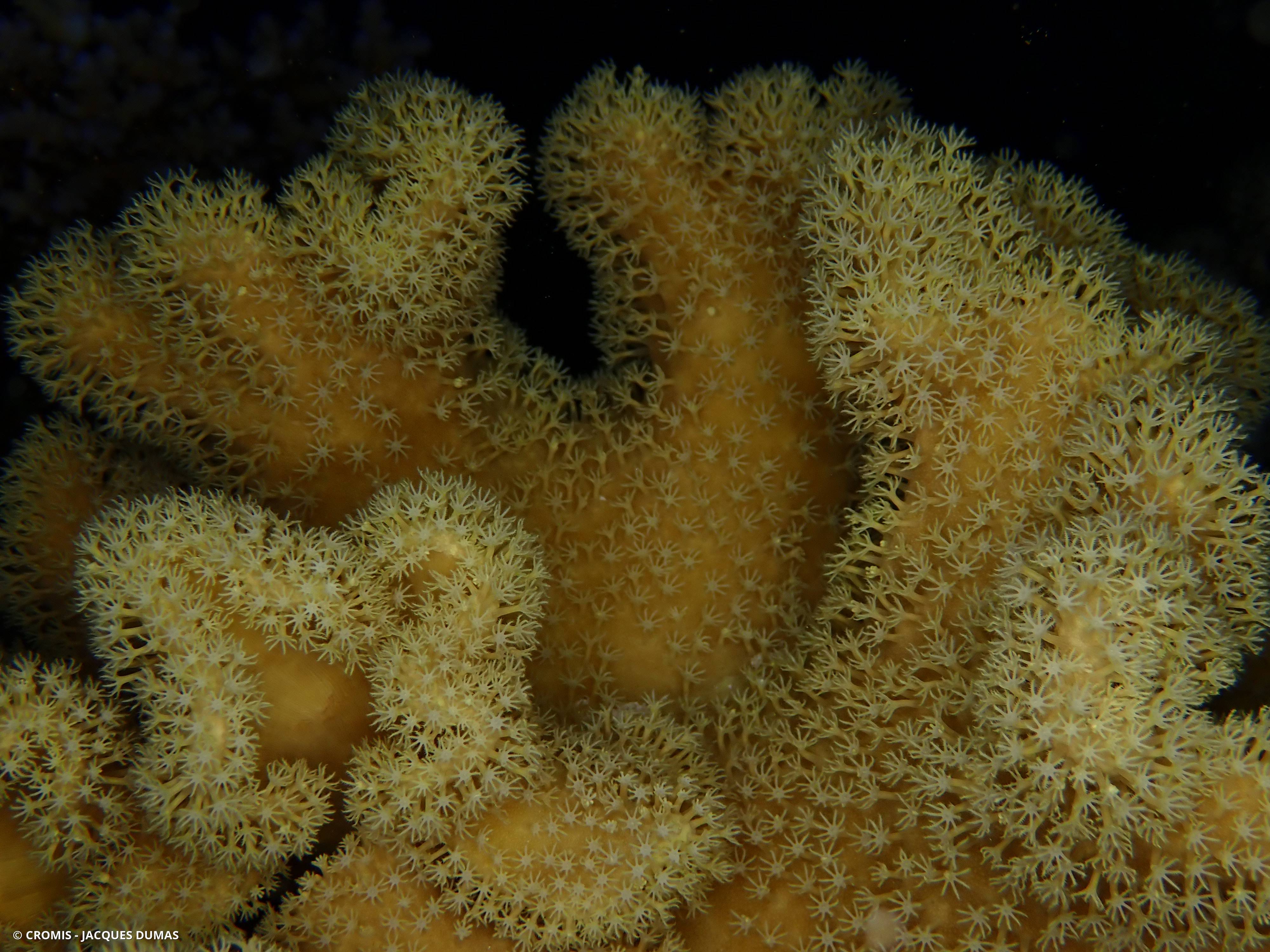 Alcyonaire champignon