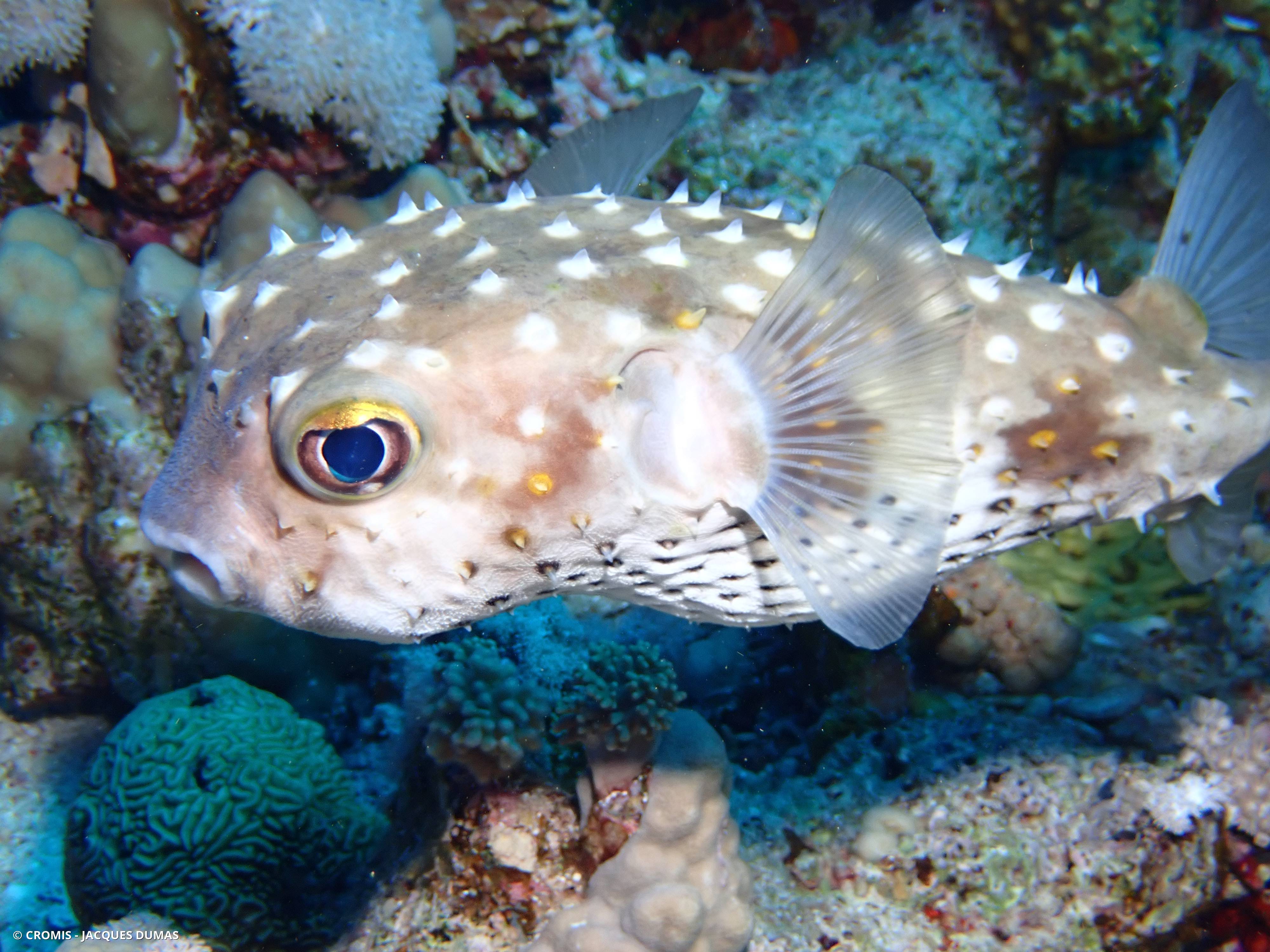 Poisson-hérisson à points jaunes