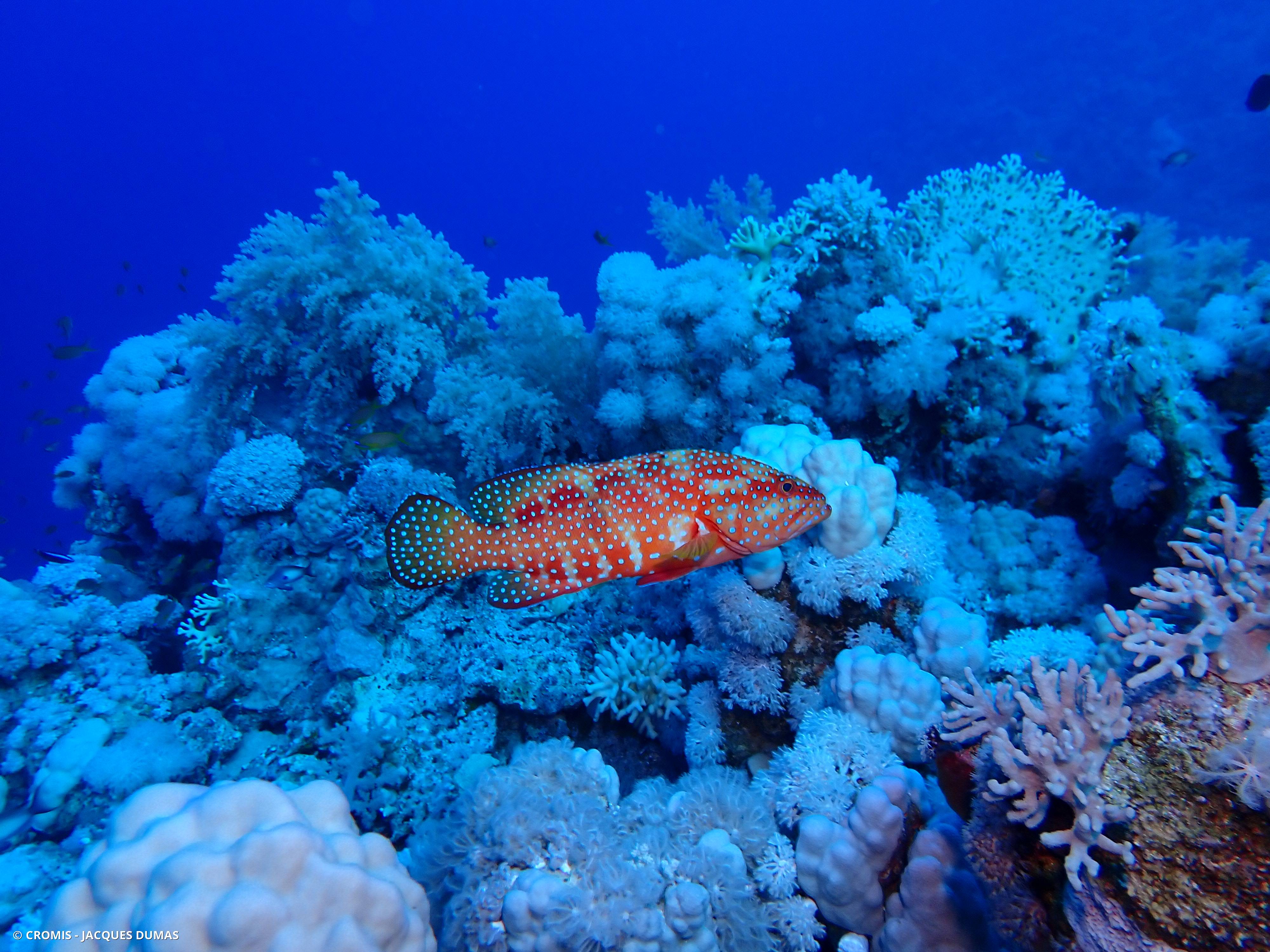 Mérou rouge