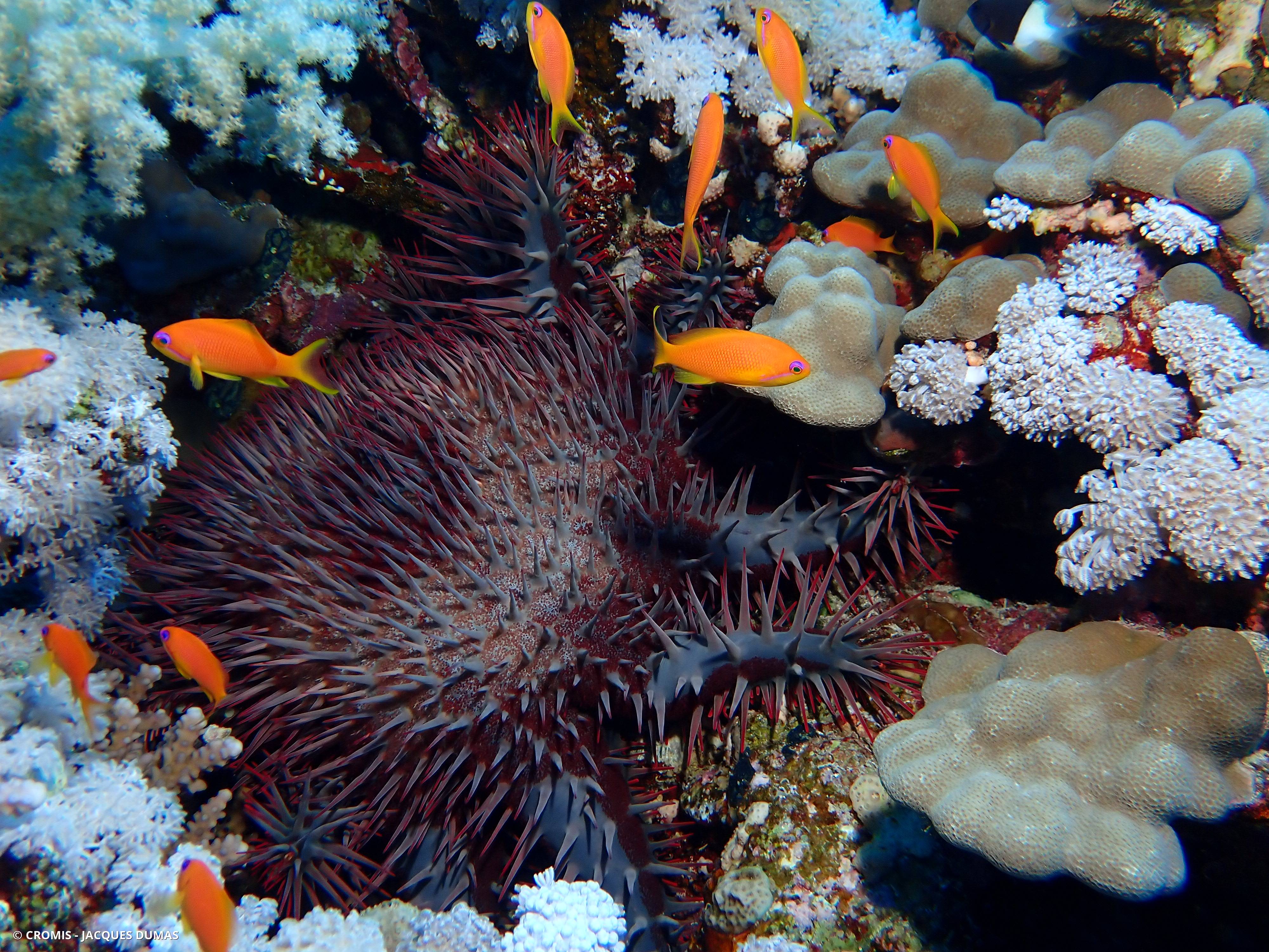 Acanthaster de Benzie