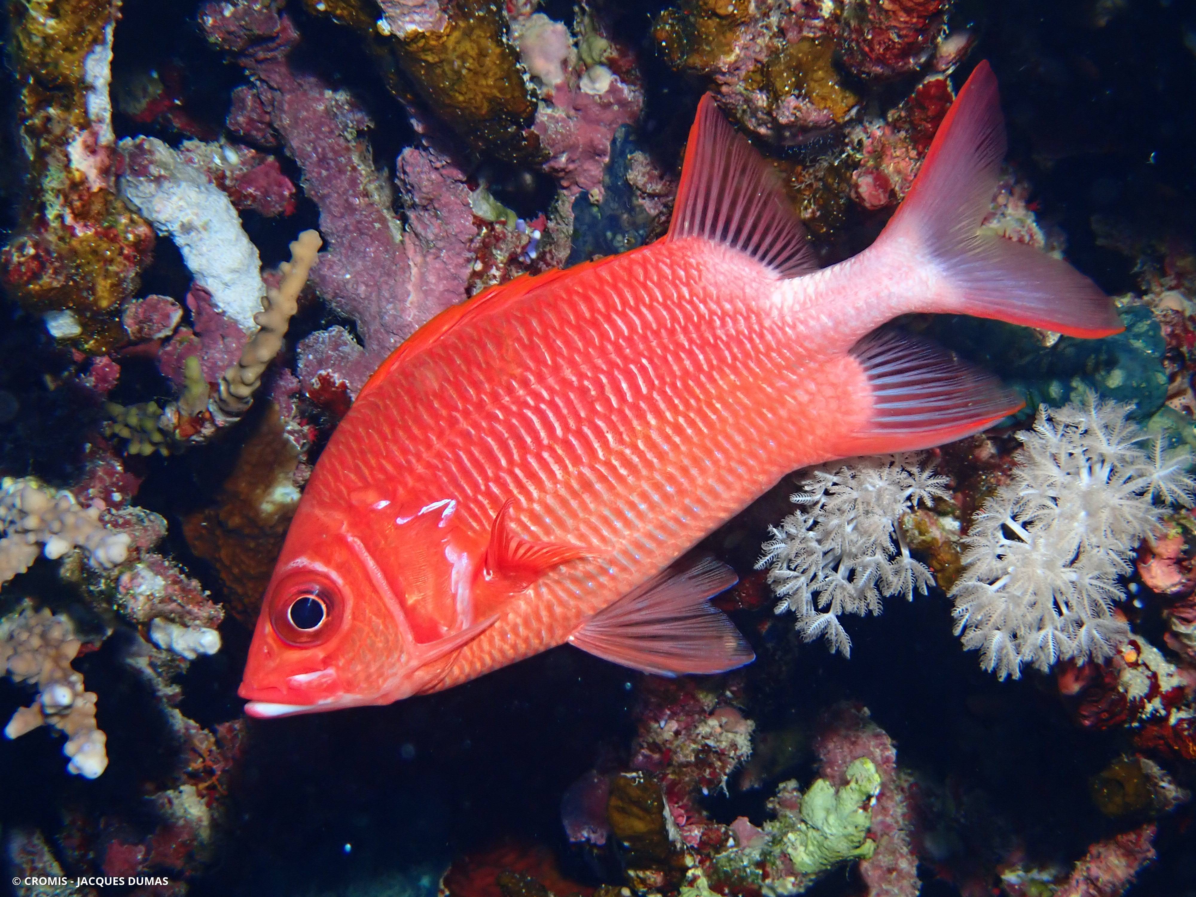 Poisson-écureuil tahitien