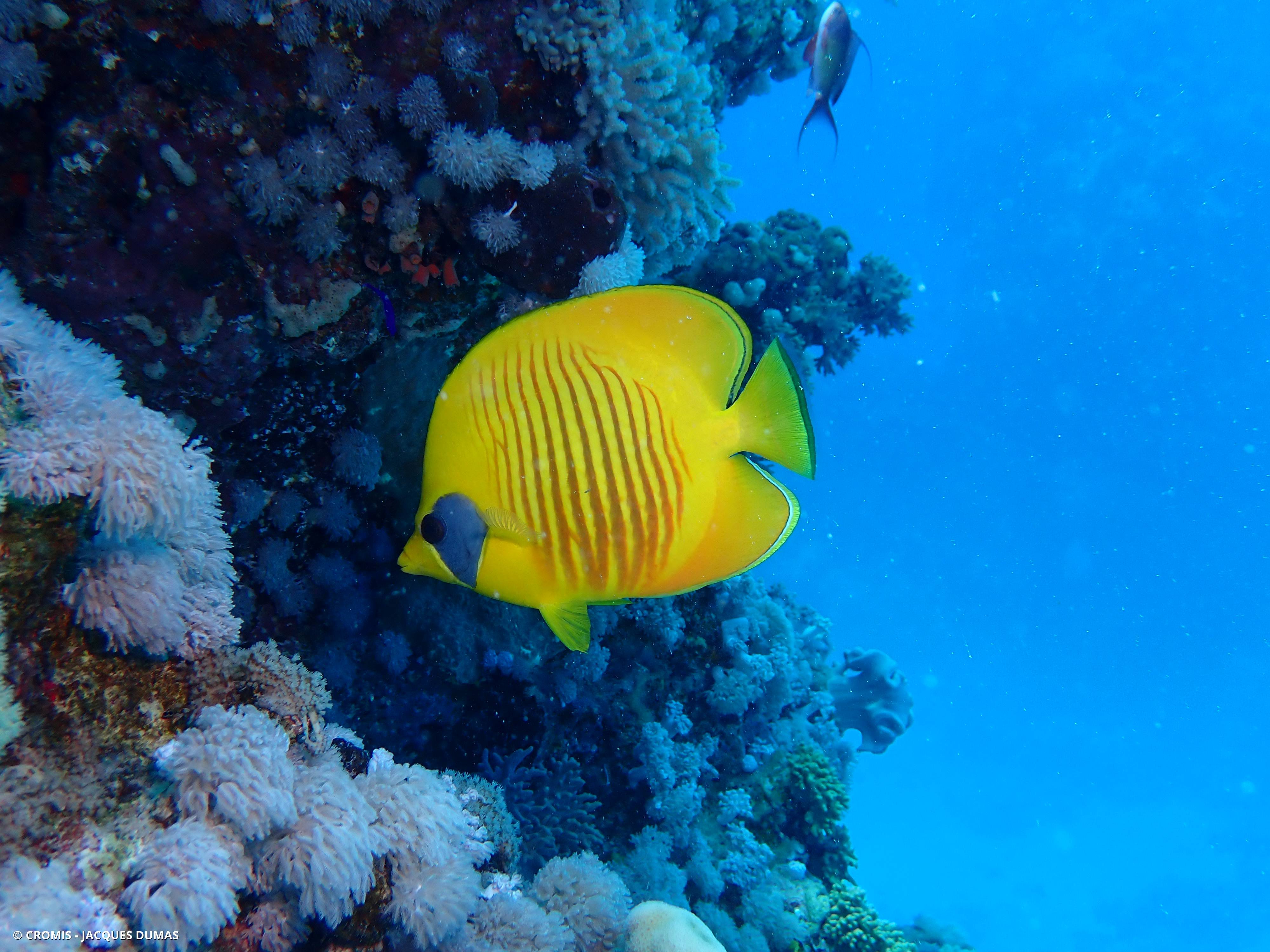 Poisson-papillon citron