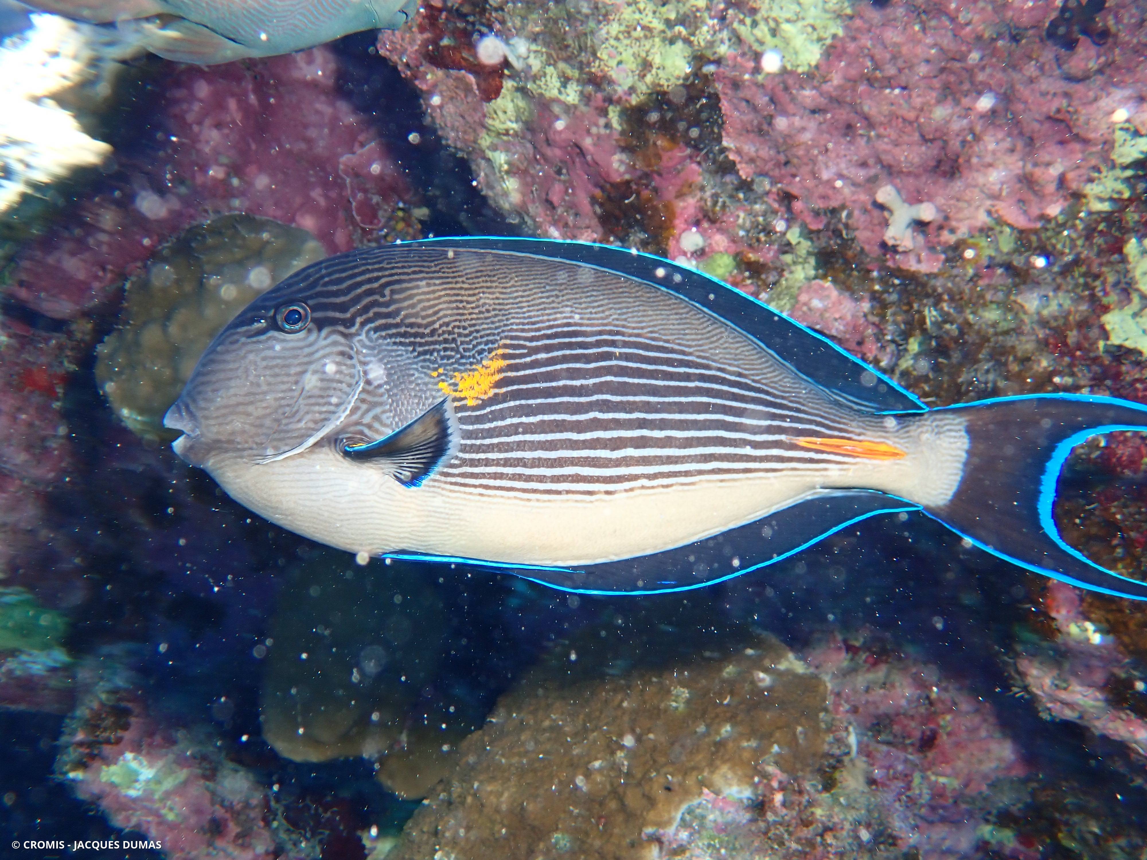 Chirurgien zébré