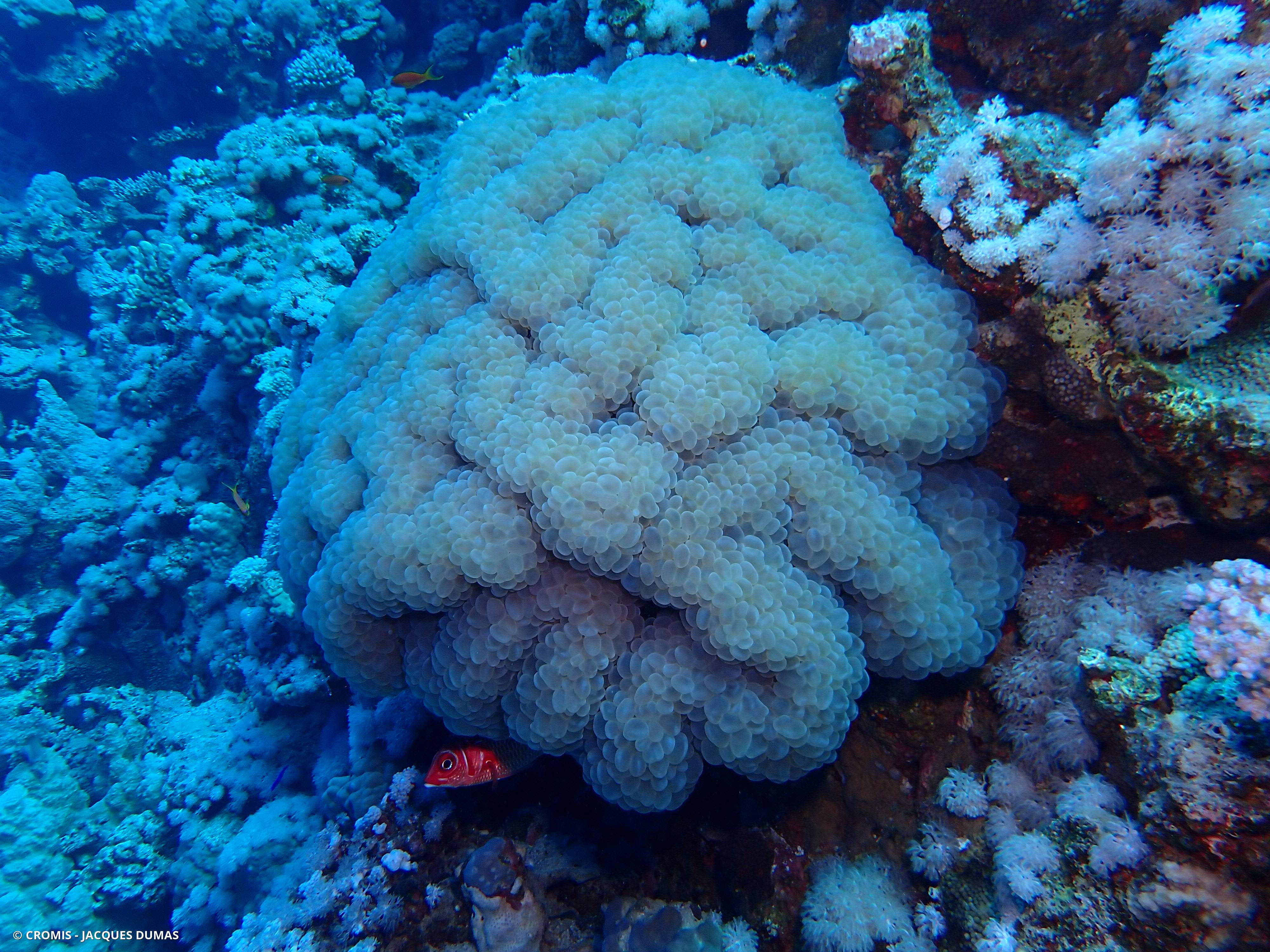 Corail à bulles sinueux
