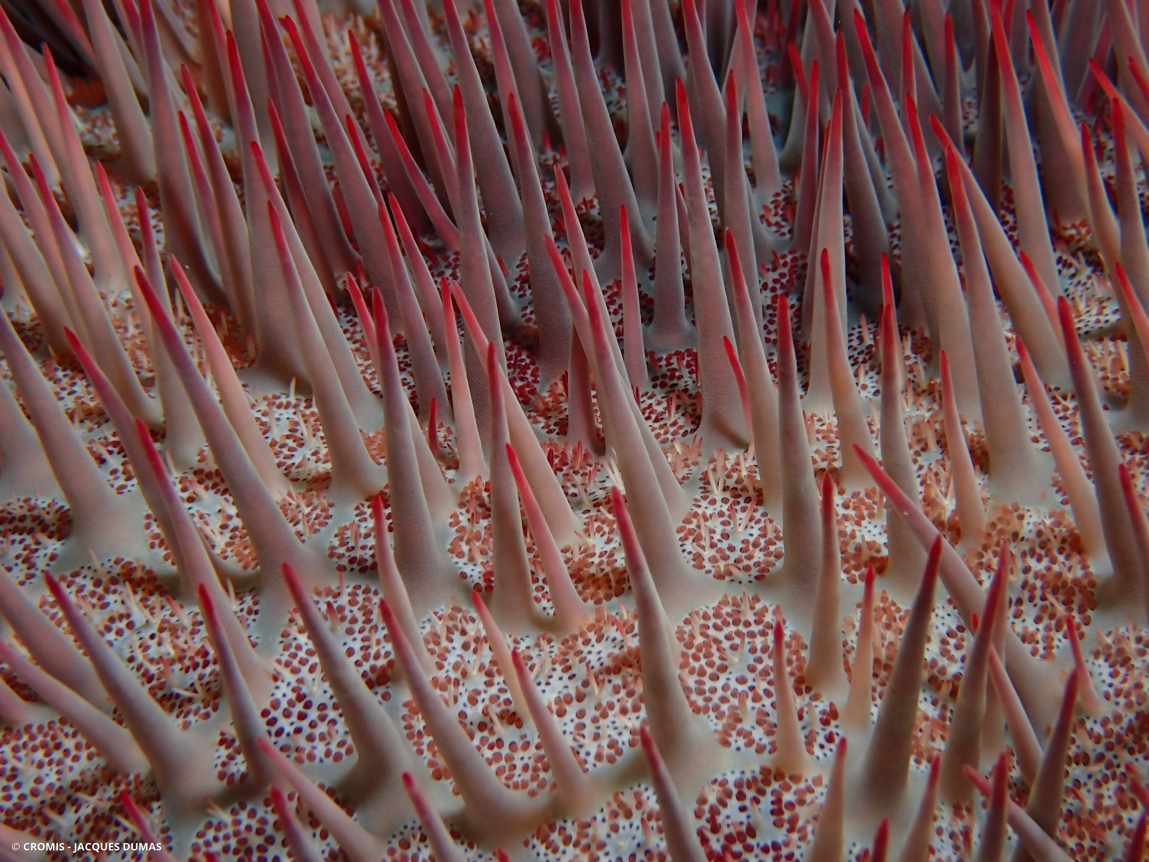 Acanthaster de Benzie