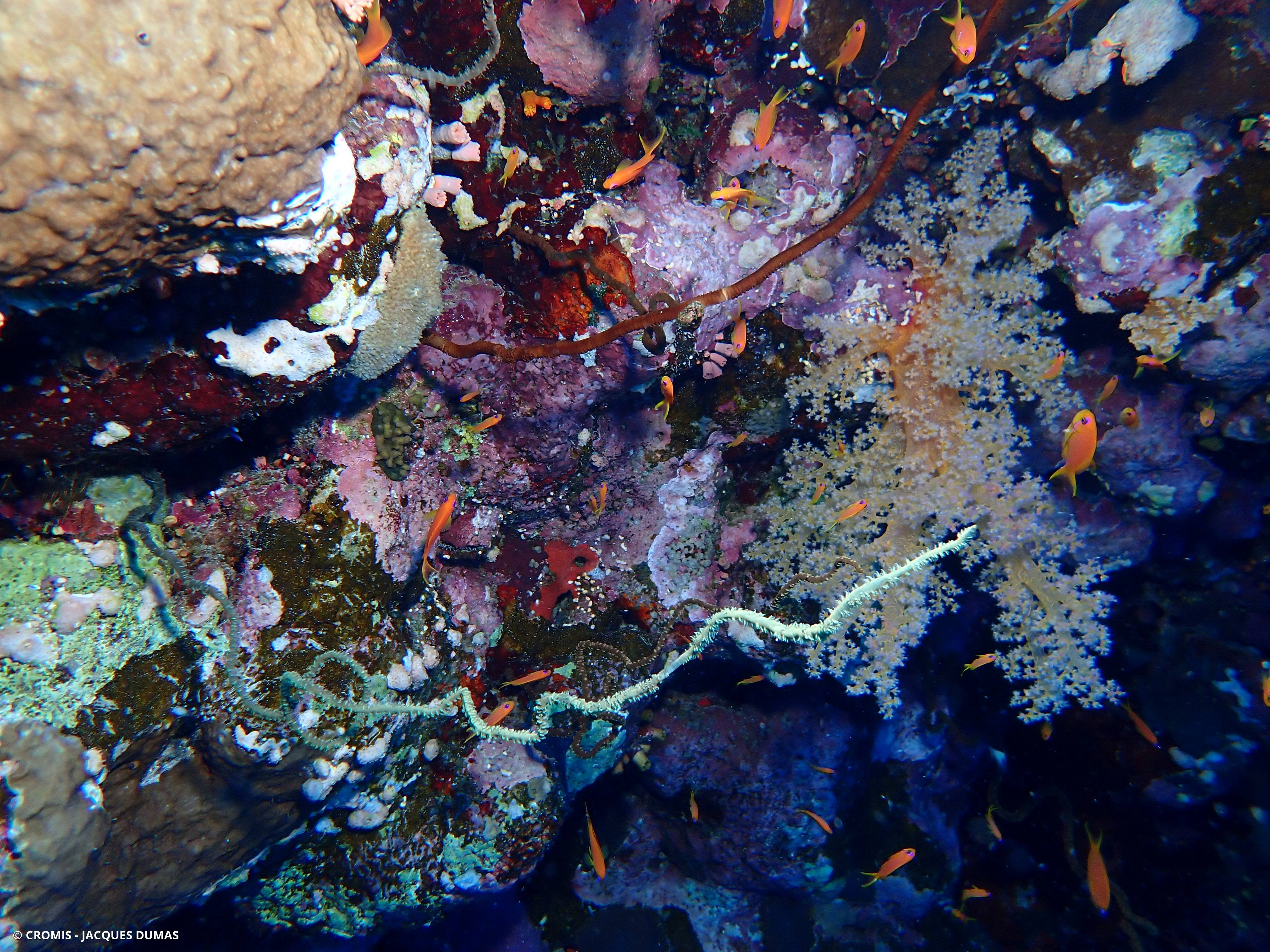 Corail fil de fer