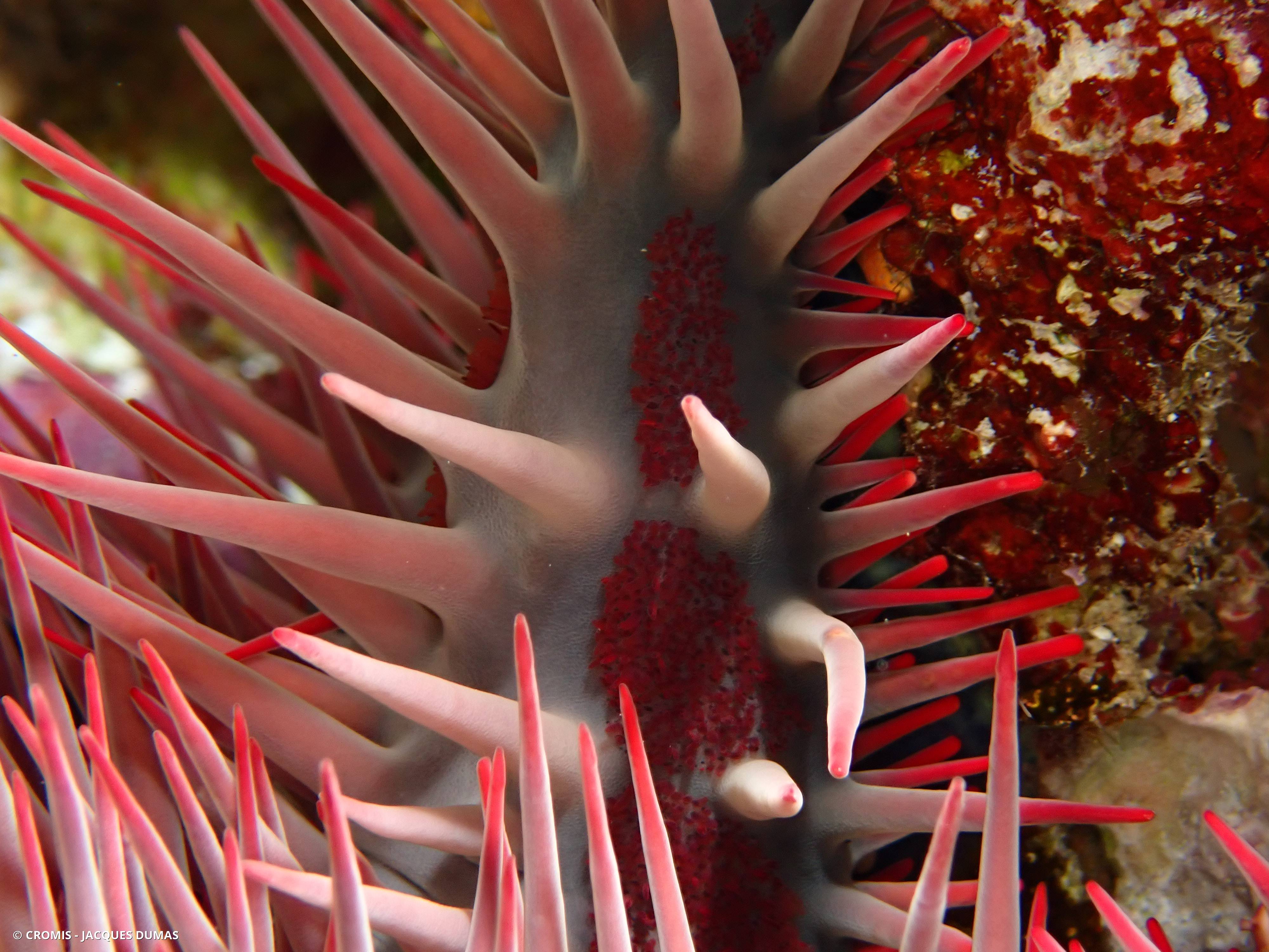 Acanthaster de Benzie