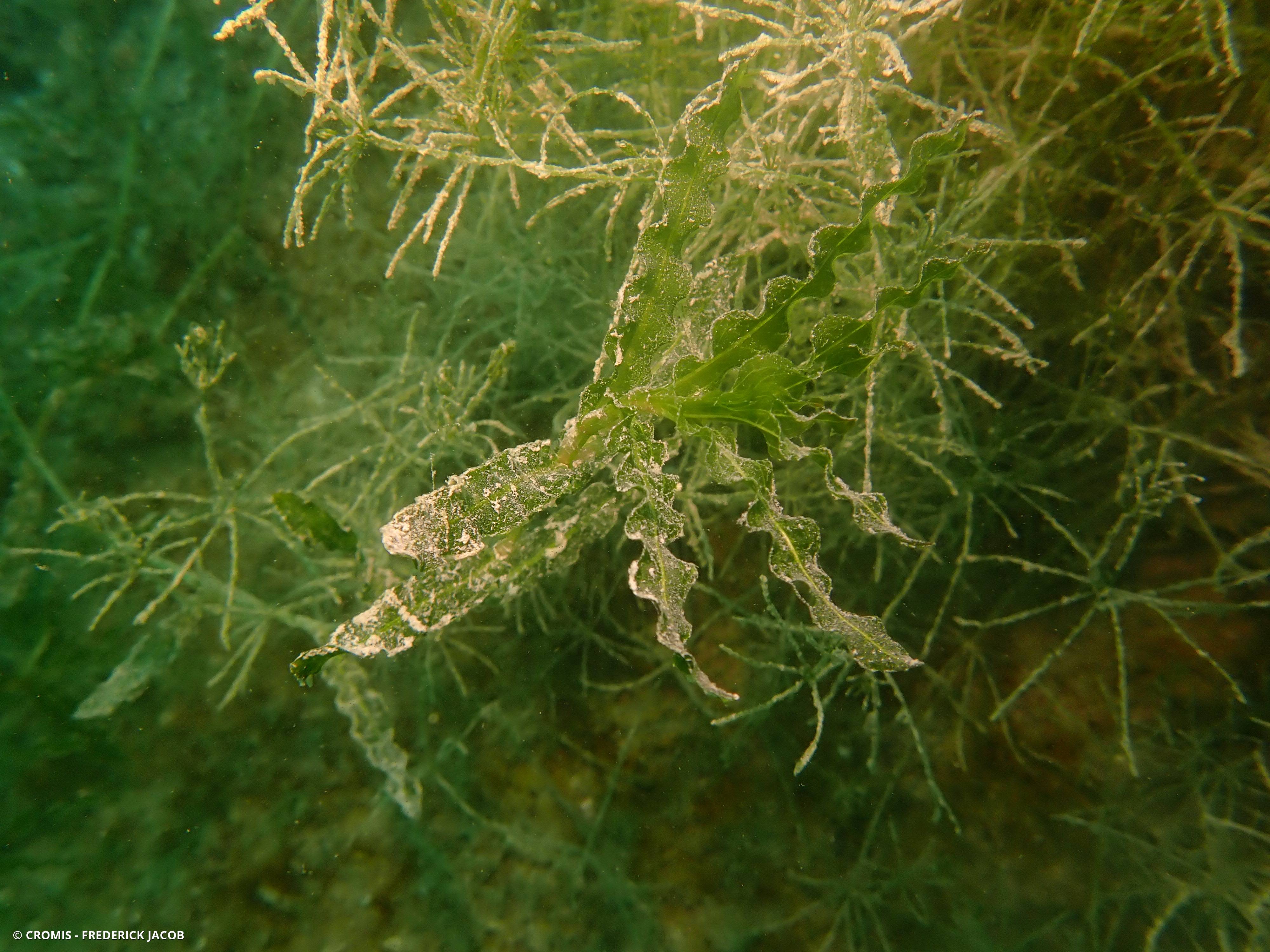 Potamot crépu