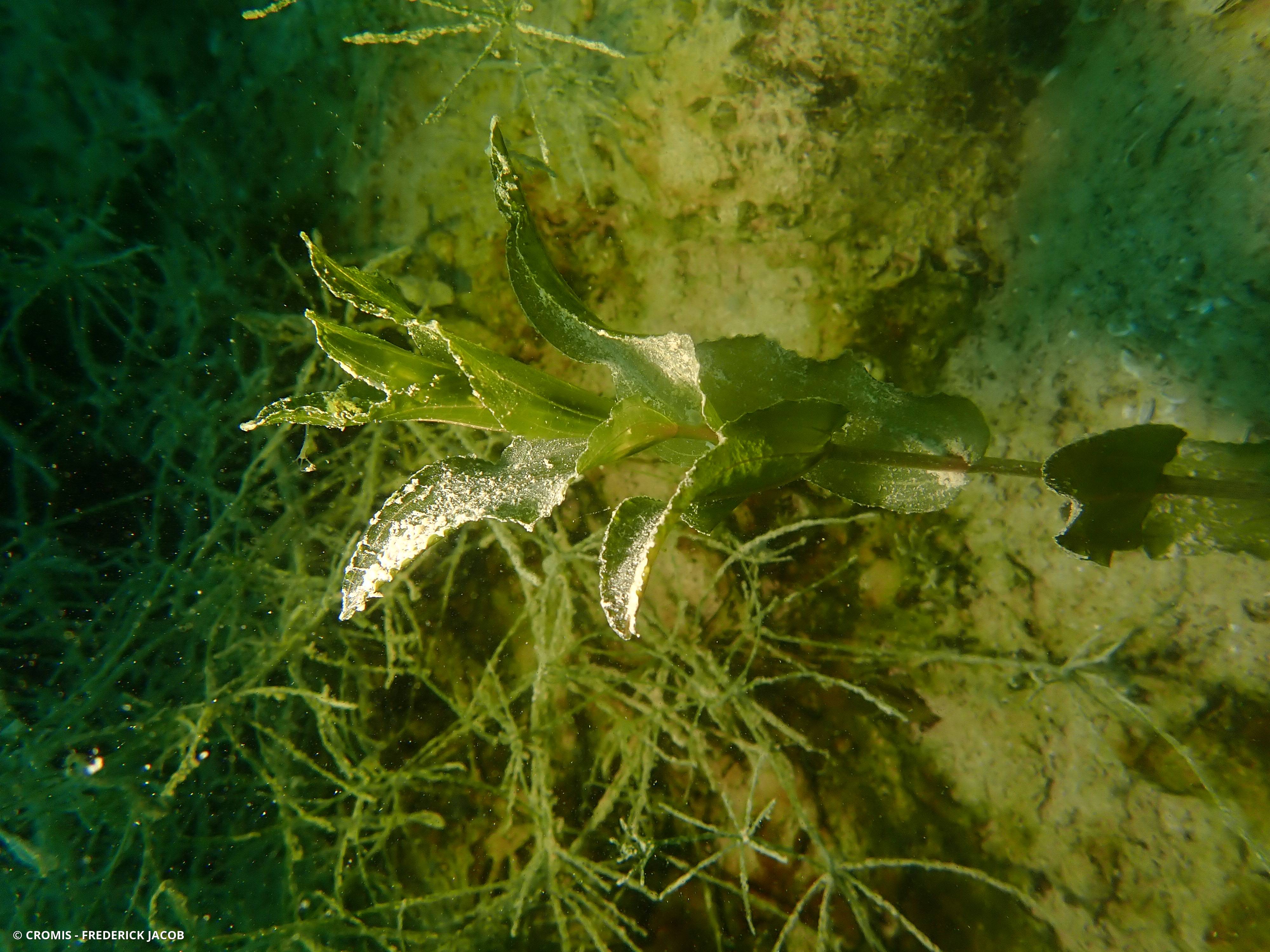 Potamot perfolié
