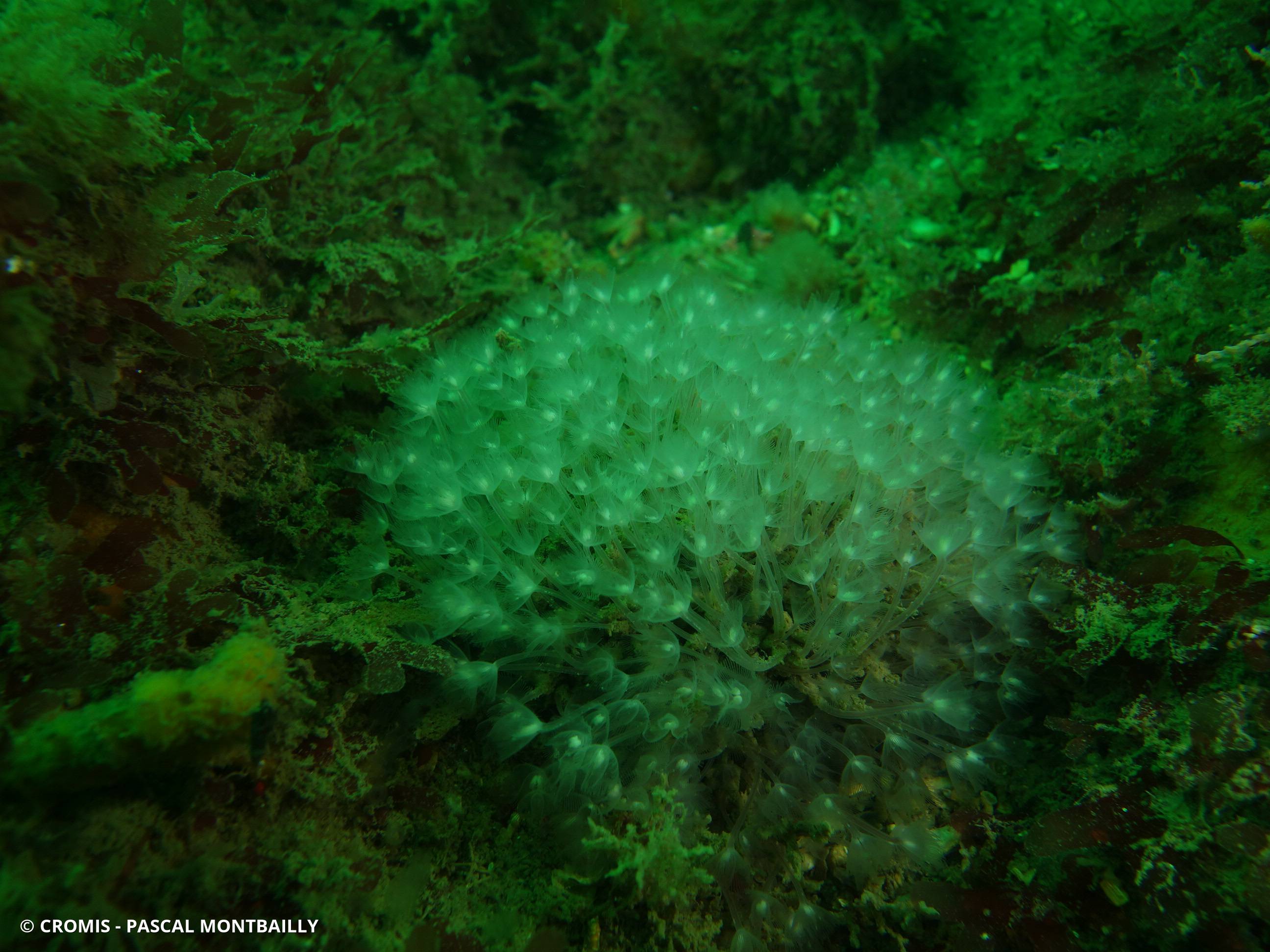 Phoronis au lophophore en fer à cheval