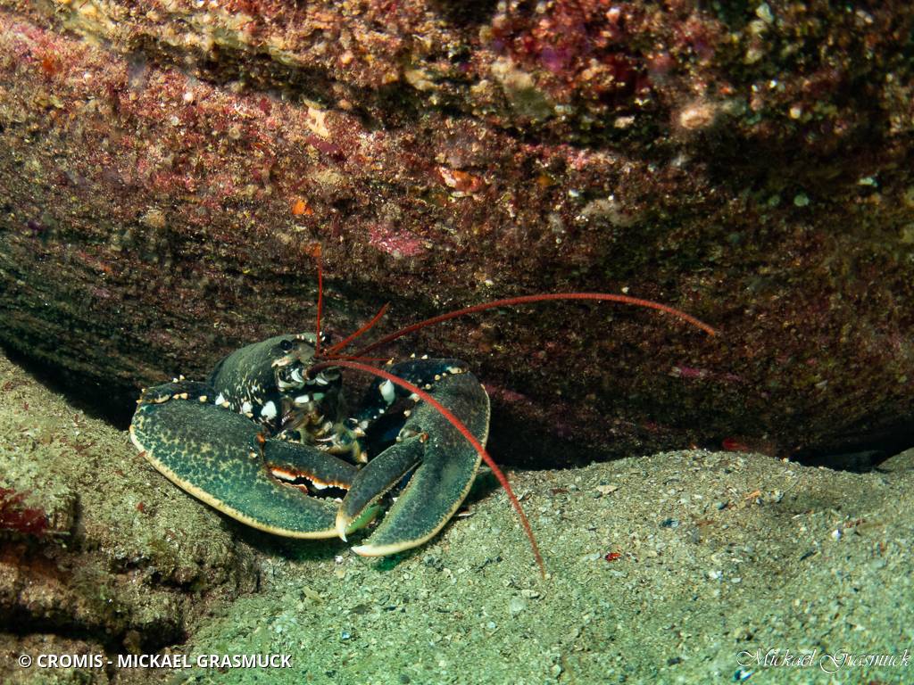 Homard européen