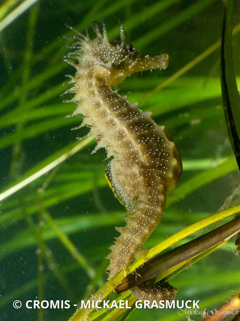 Hippocampe moucheté
