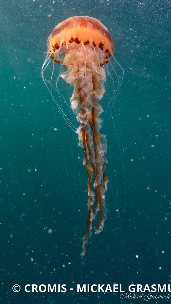 Méduse rayonnée