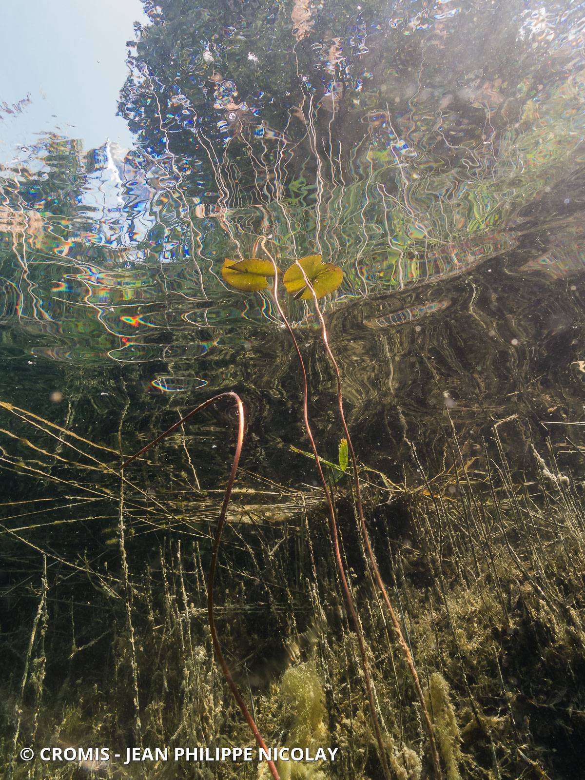 Nénuphar jaune