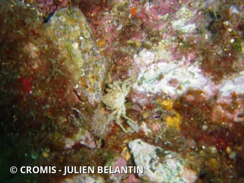 Araignée de mer ridée