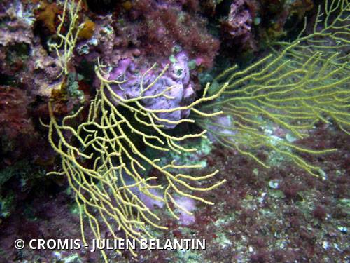Gorgone jaune