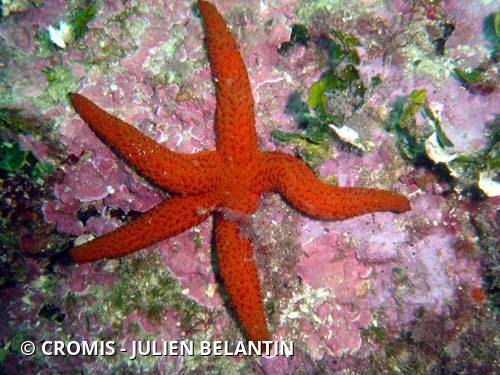 Etoile de mer rouge