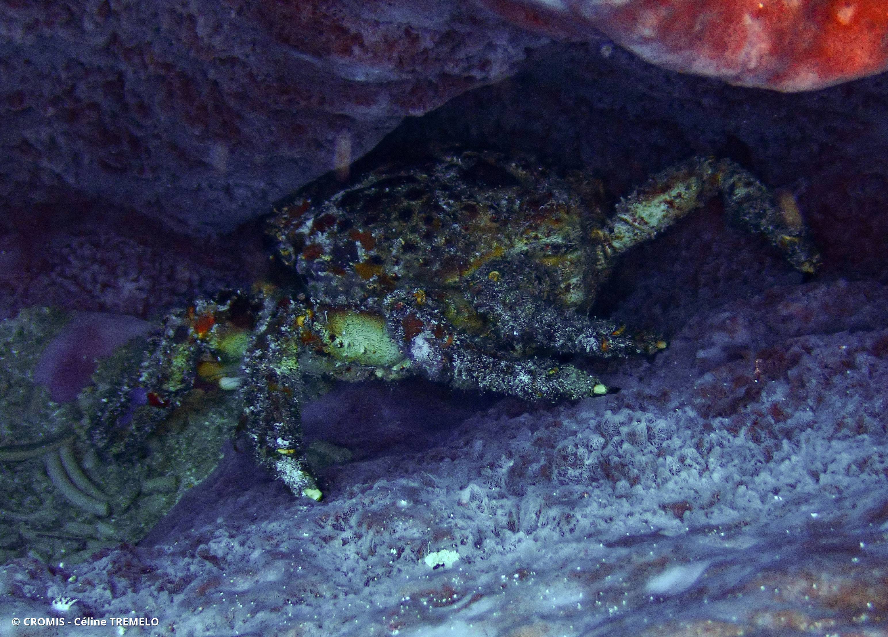 Araignée de mer verruqueuse