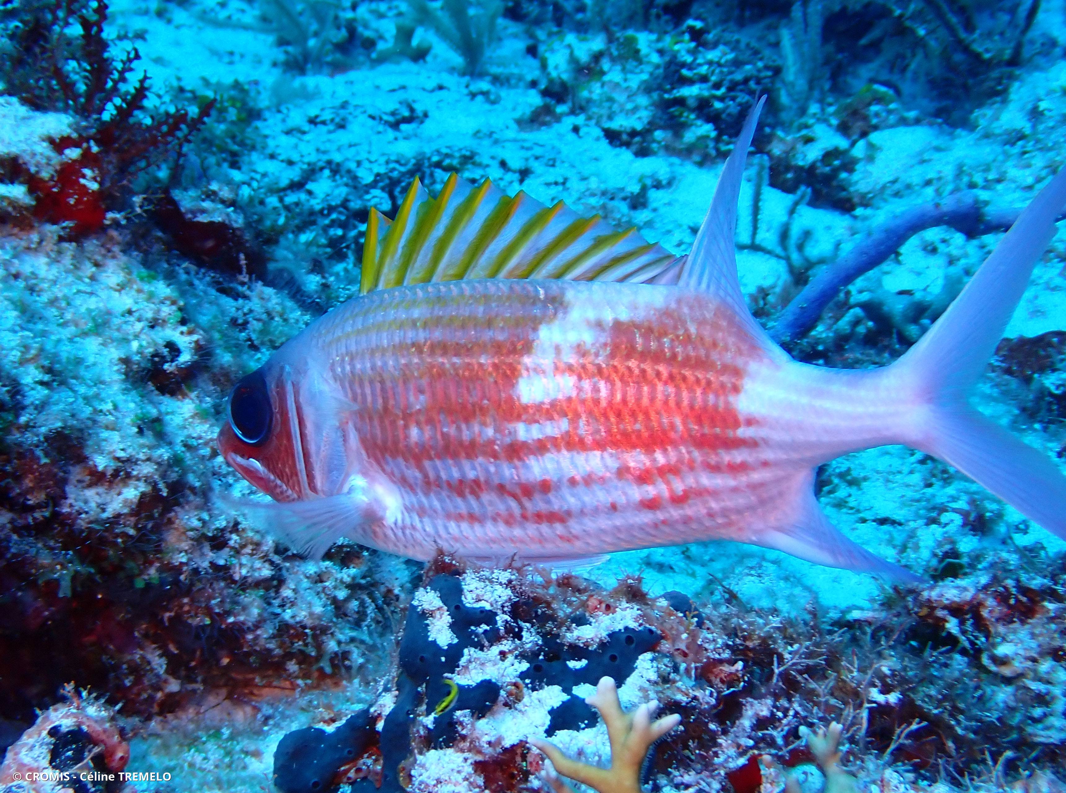 Cardinal blanc