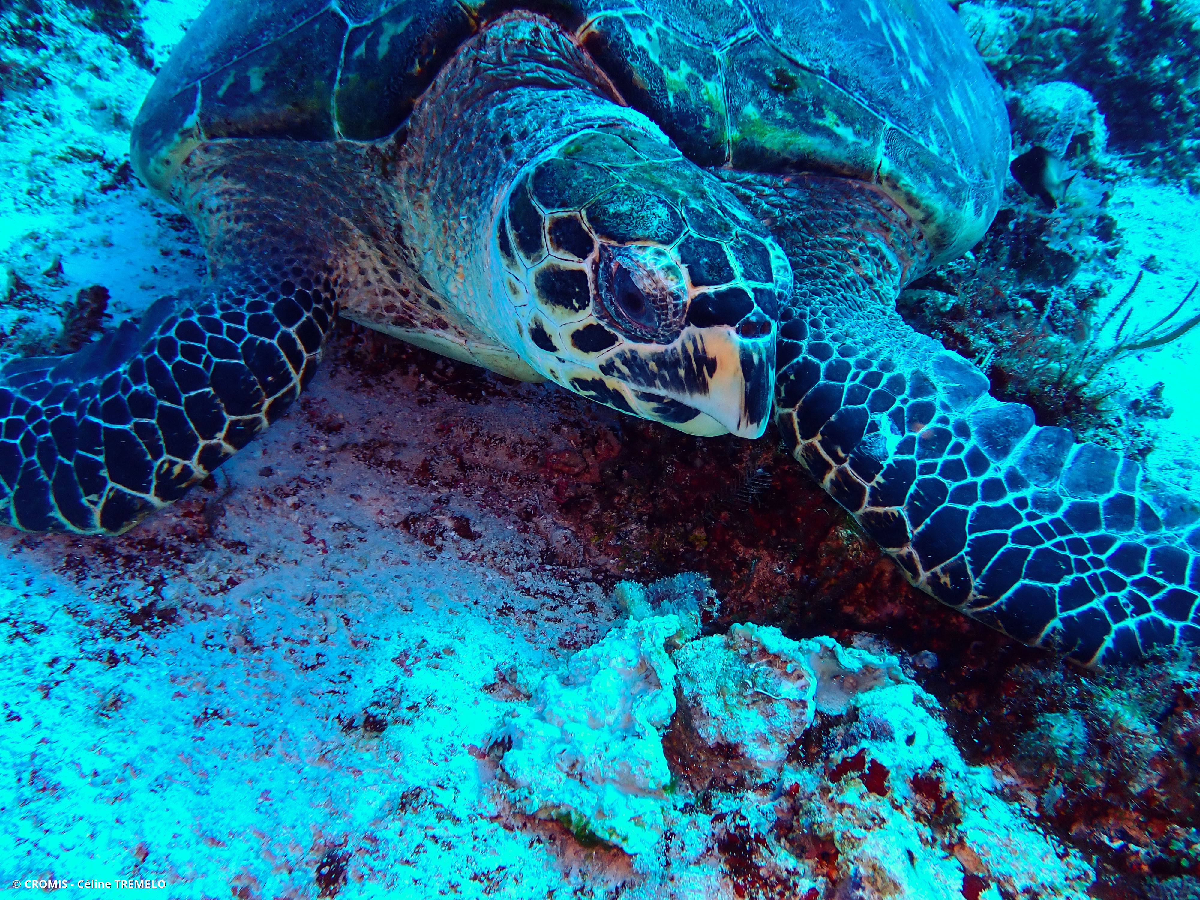 Tortue imbriquée