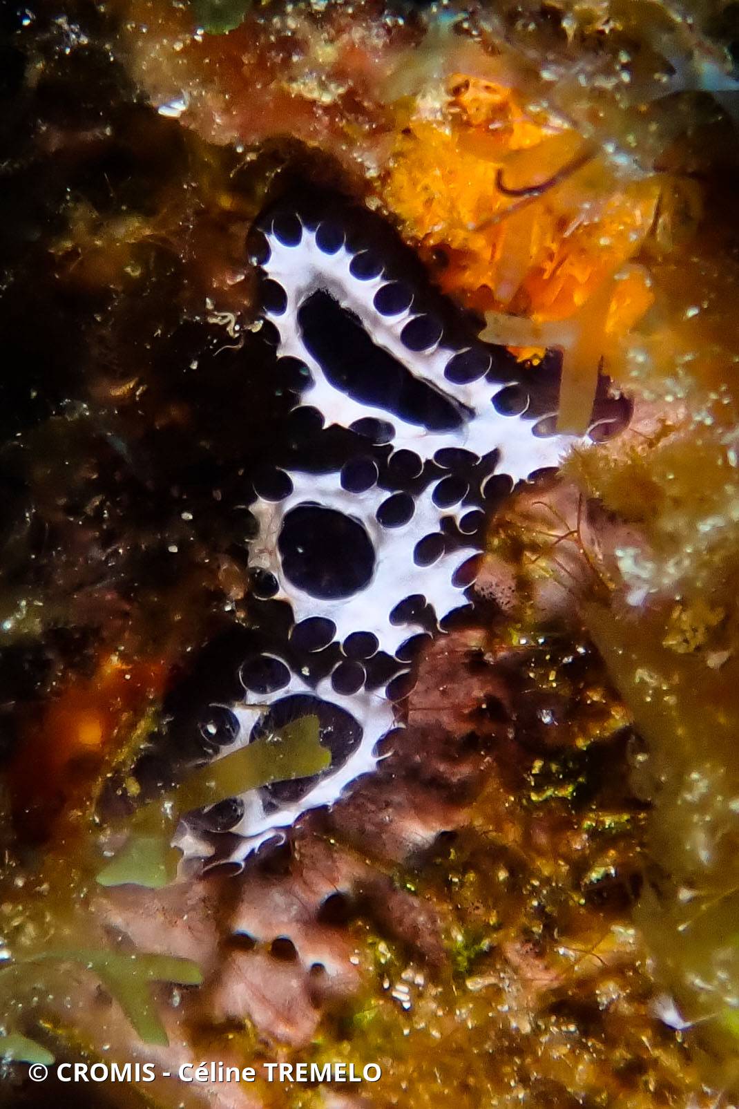 Distaplia des Bermudes