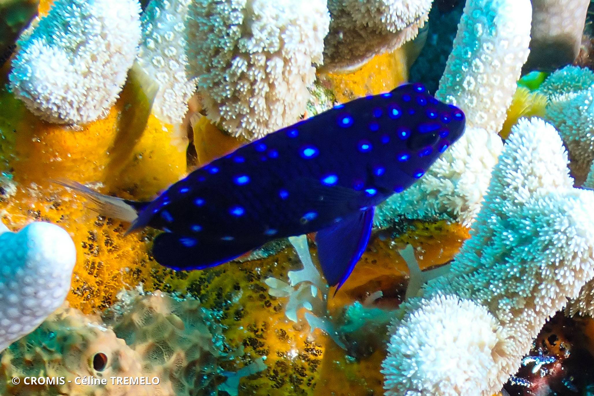 Chaffet queue jaune