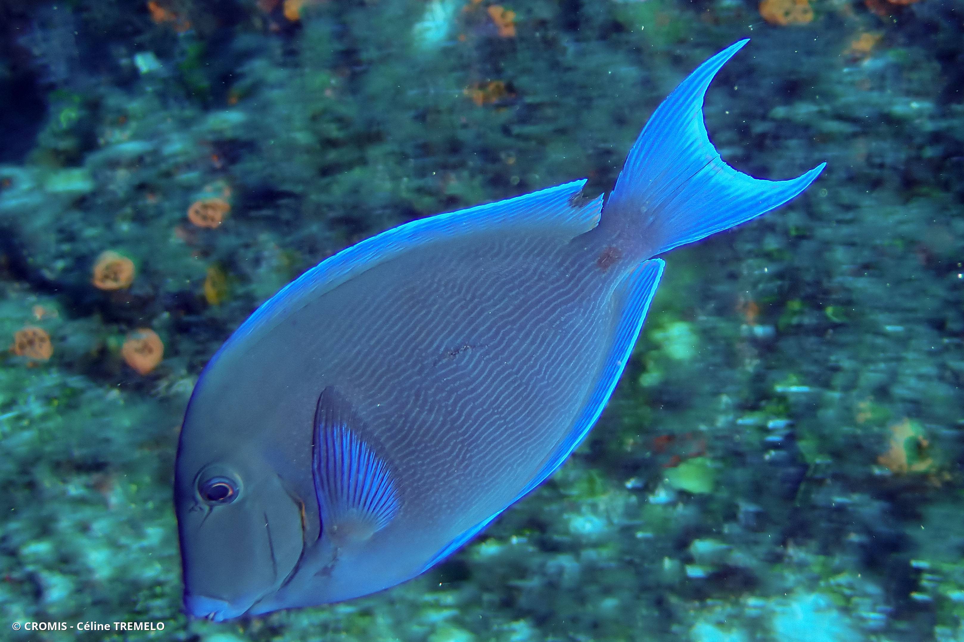 Chirurgien bleu