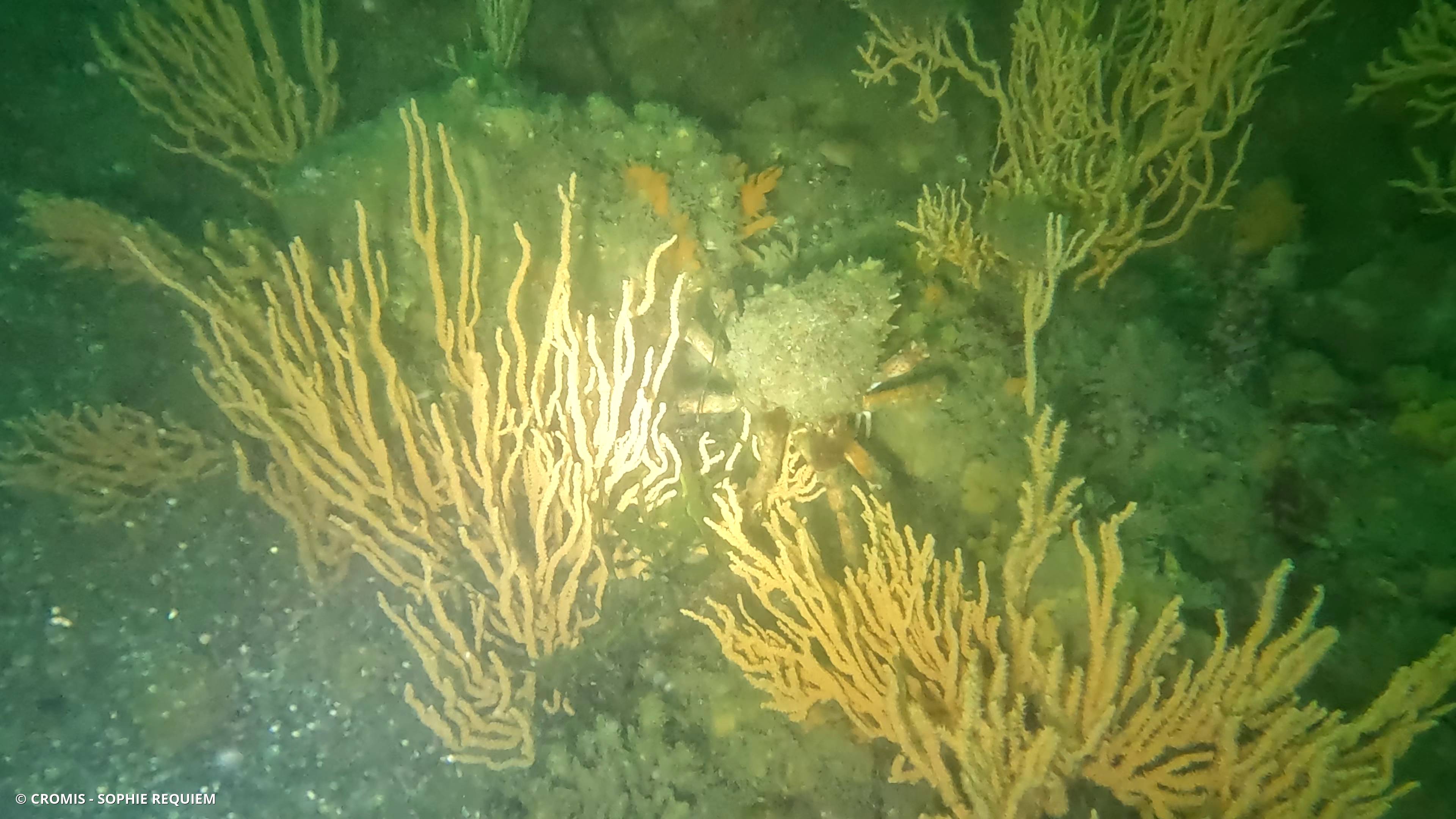Araignée de mer Atlantique