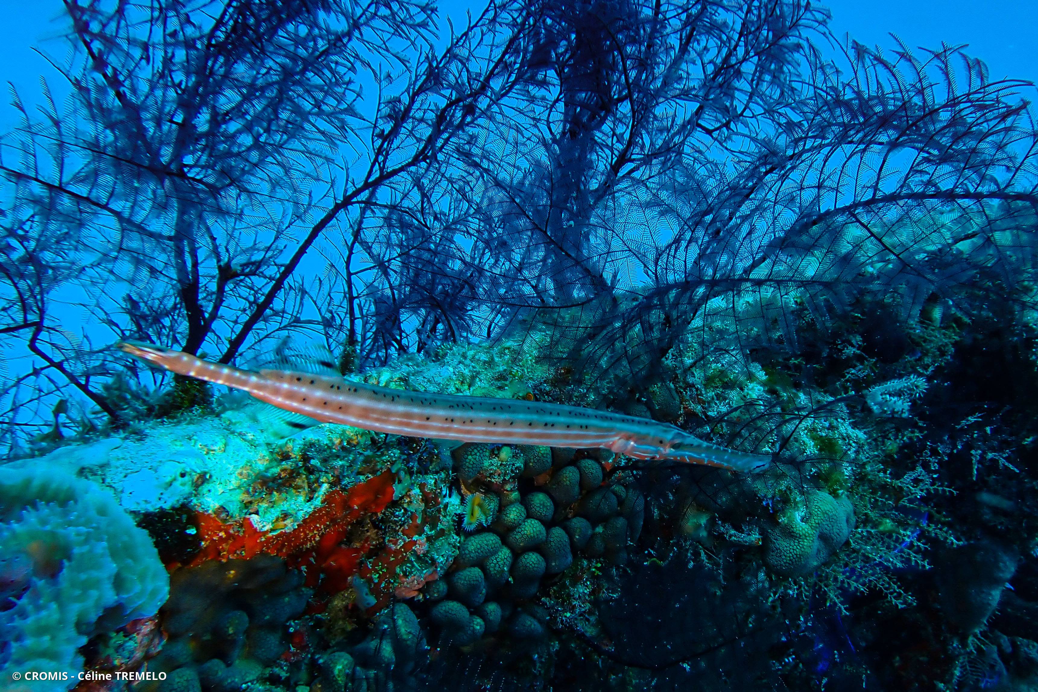 Poisson-trompette des Caraïbes