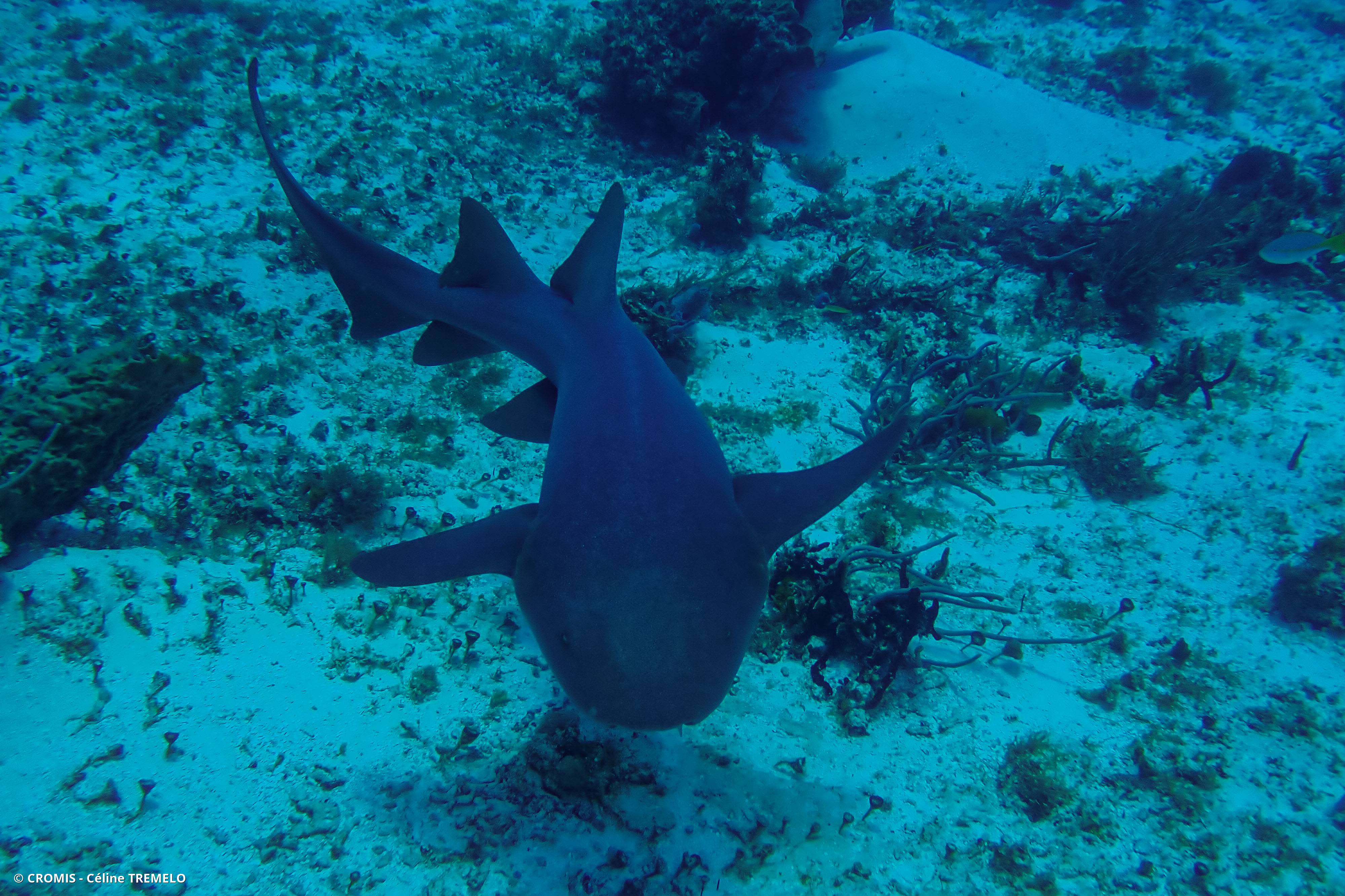 Requin nourrice atlantique